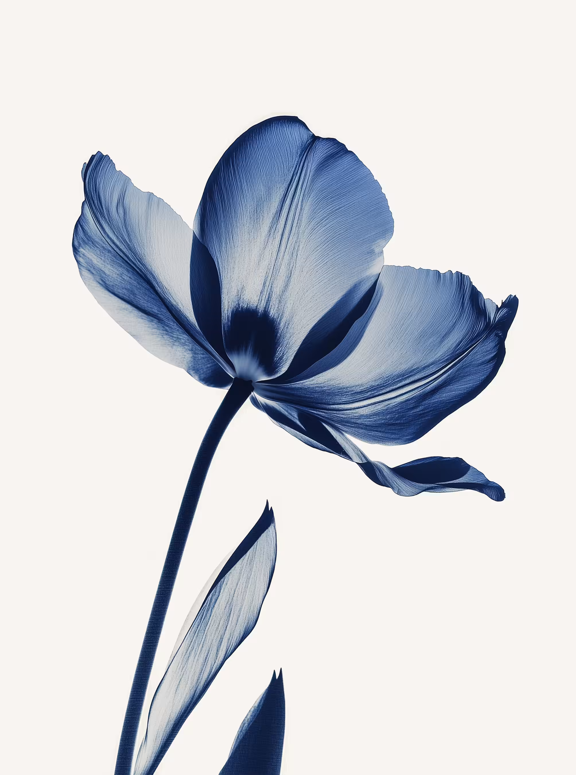 neural petals 