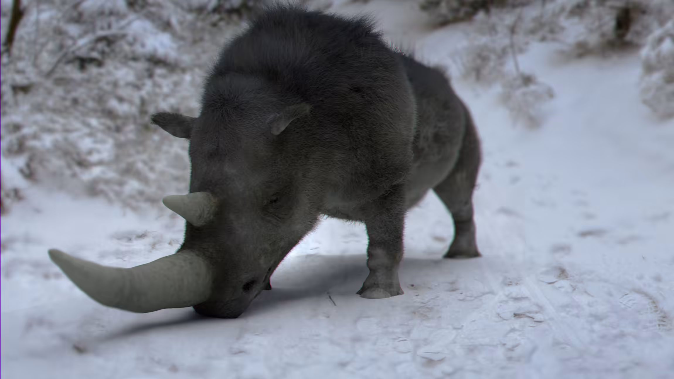 Hairy Rhino