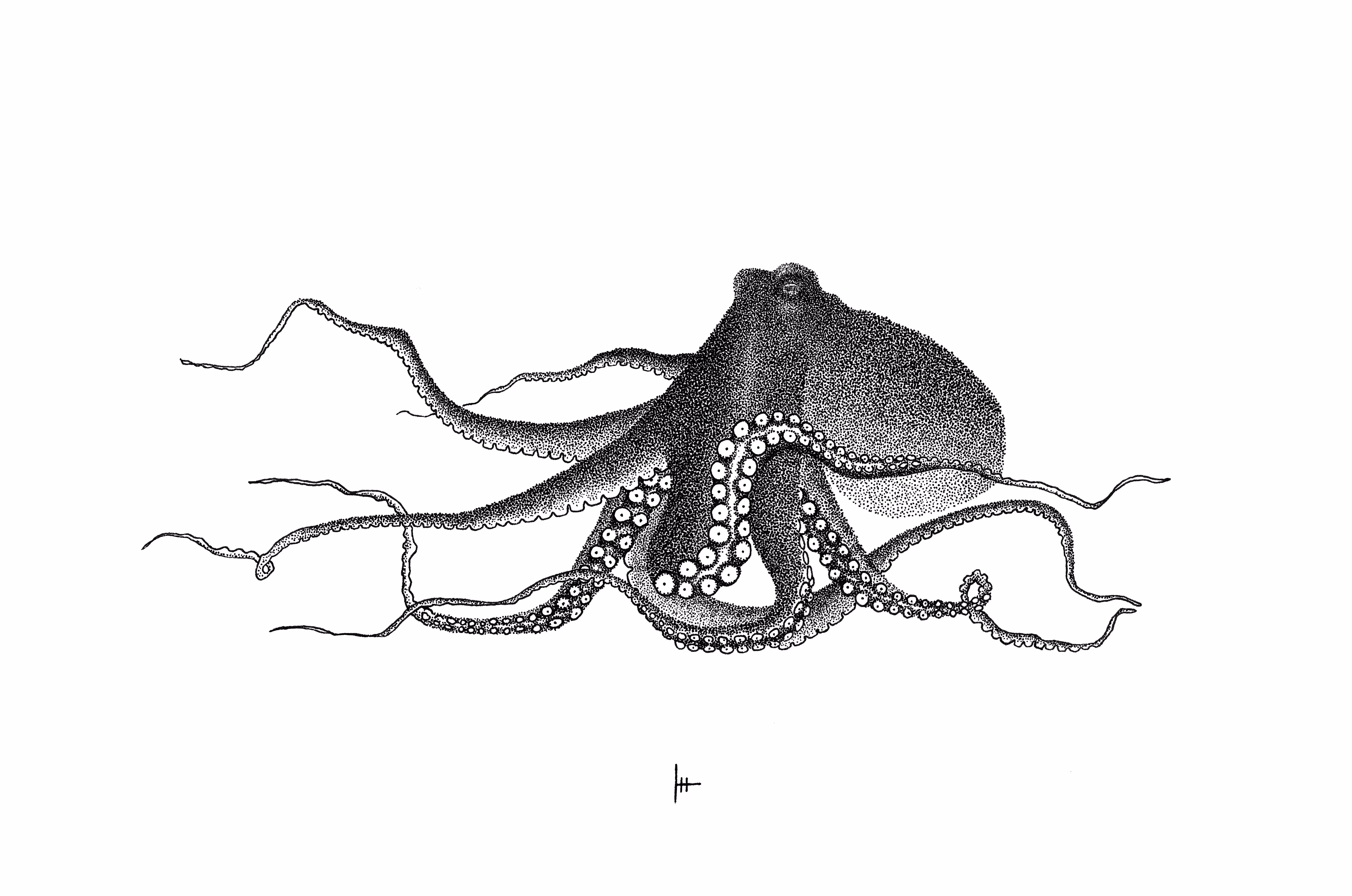 Octopus