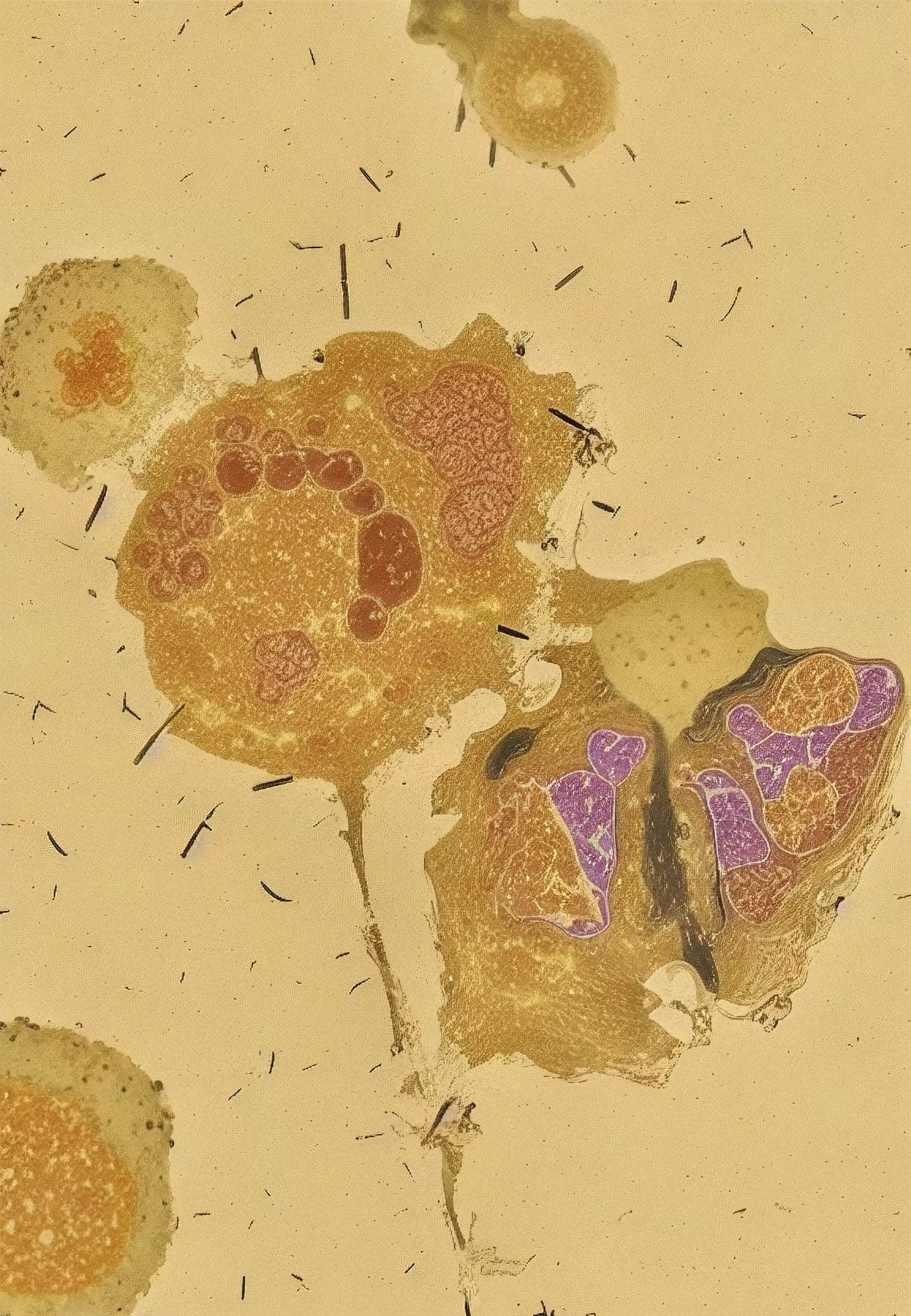 Histologia In Silico #85