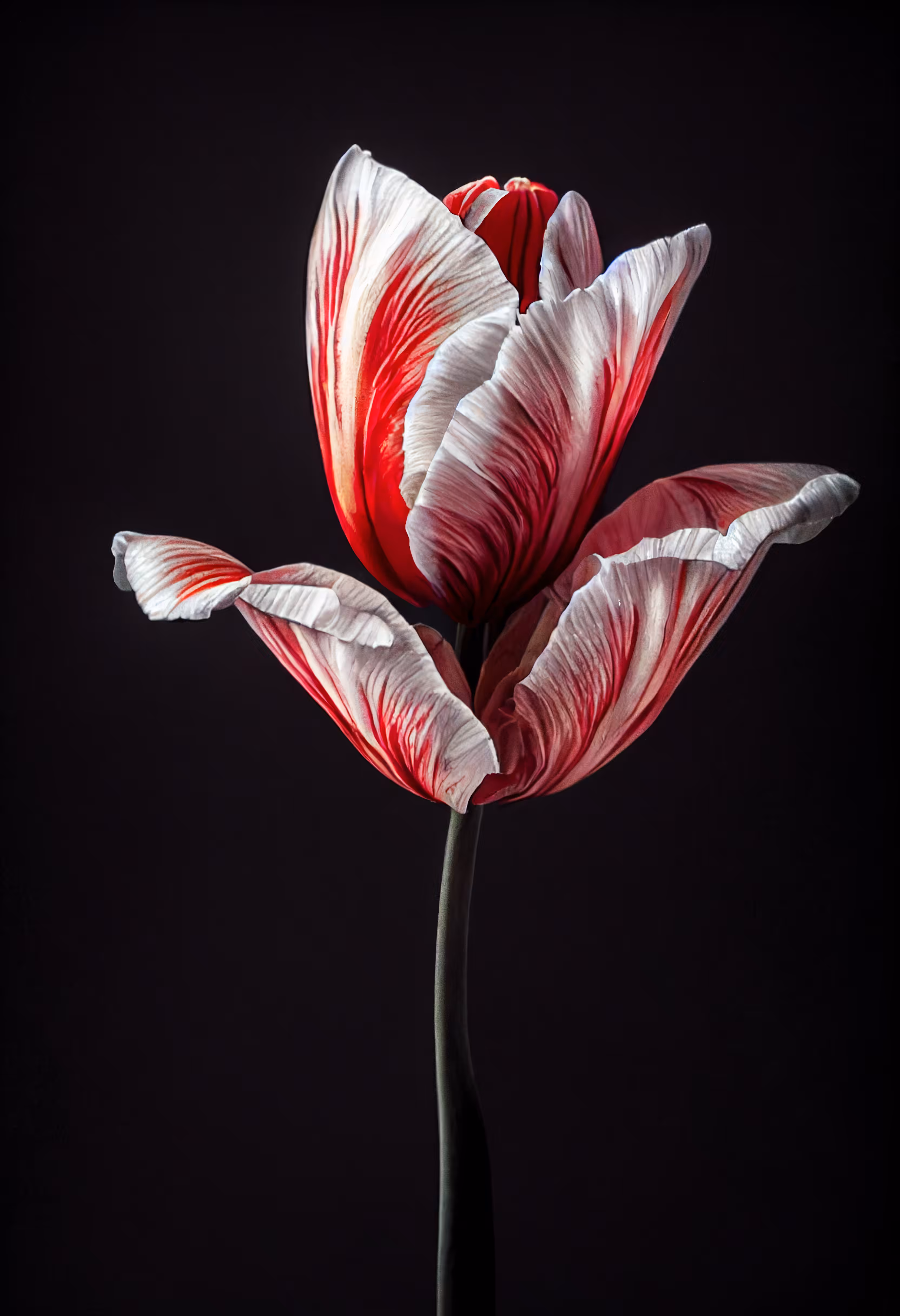 A Flower, Just For You. #176