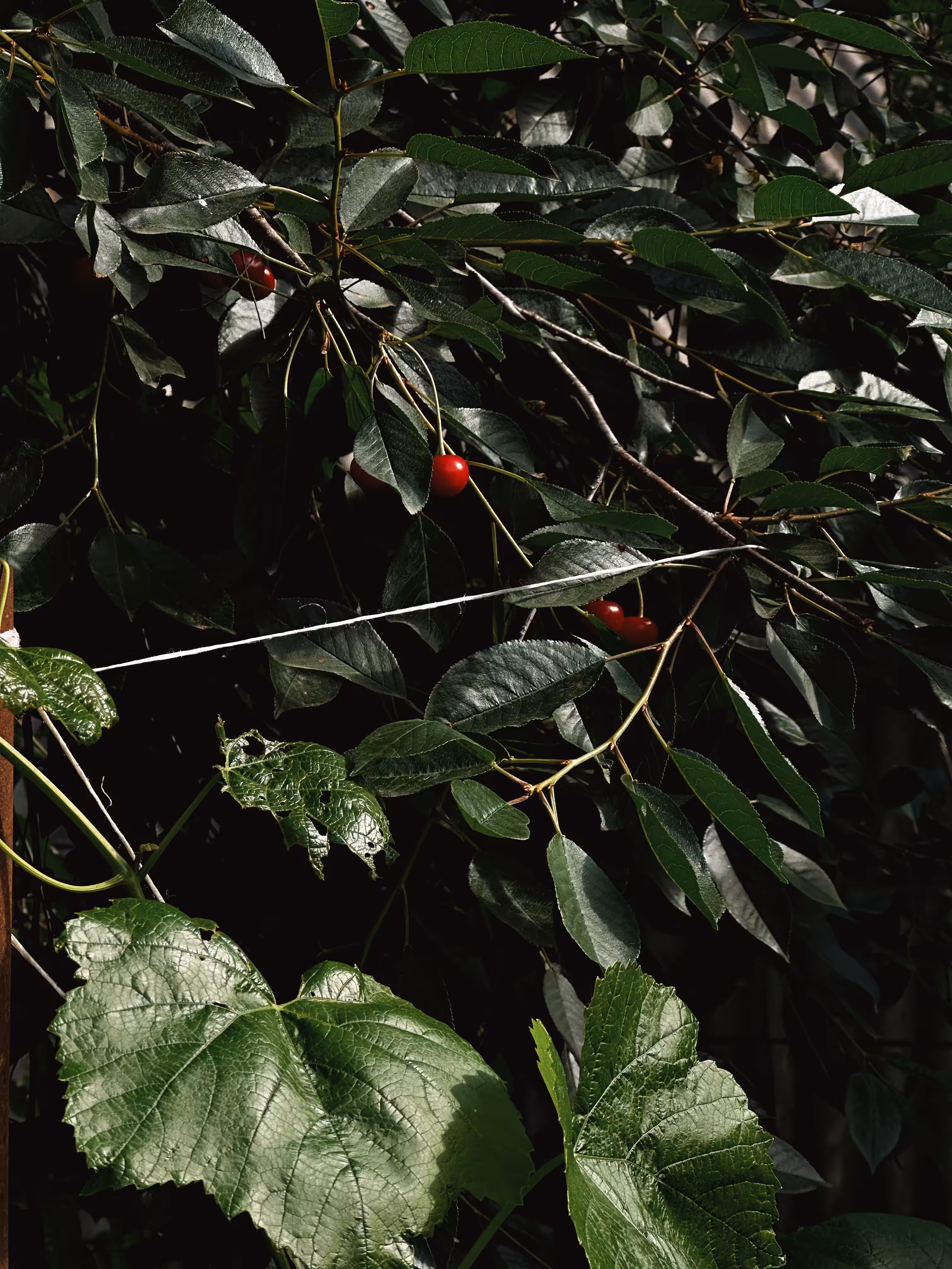 Cherry Morning