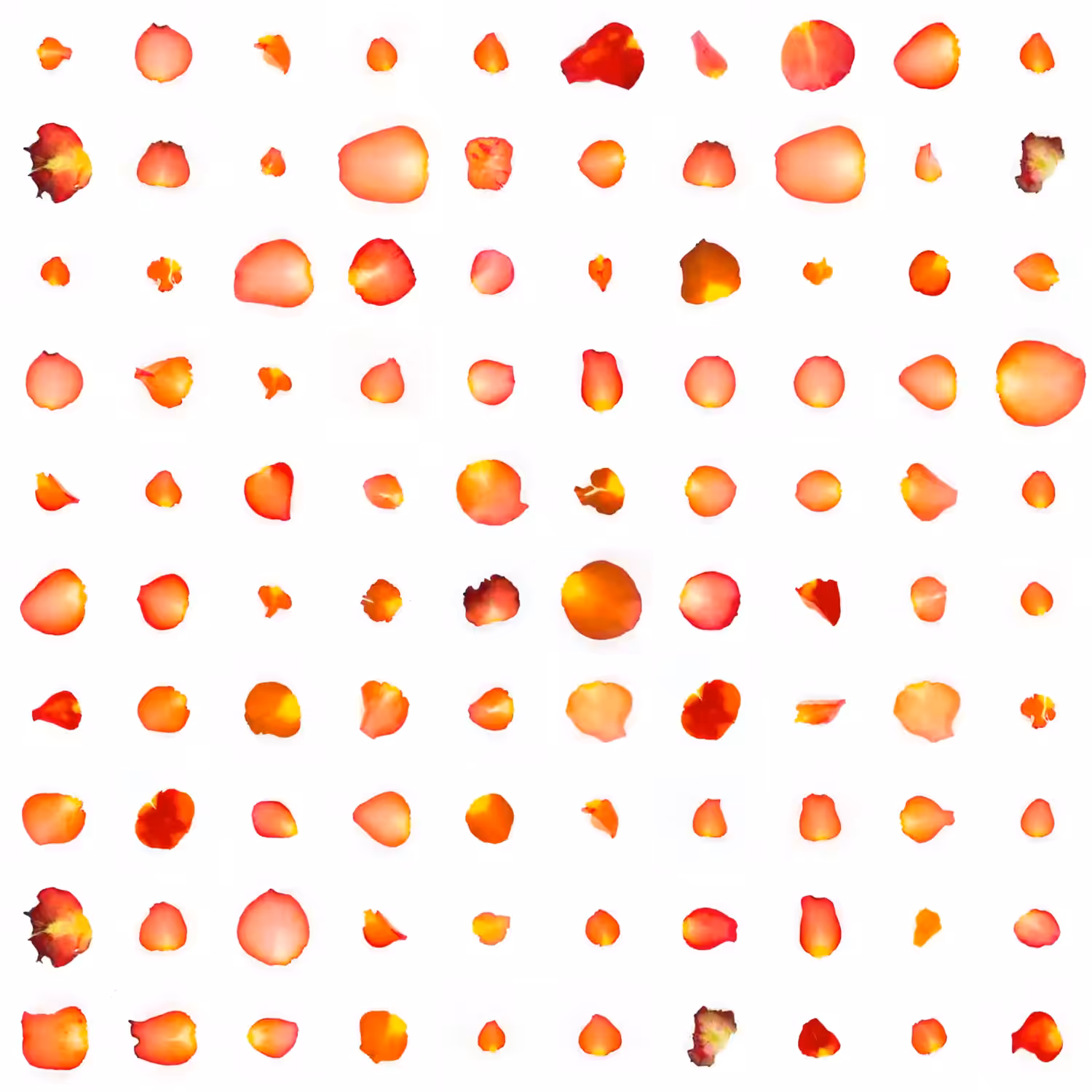 Infinite Petals 10x10#10140