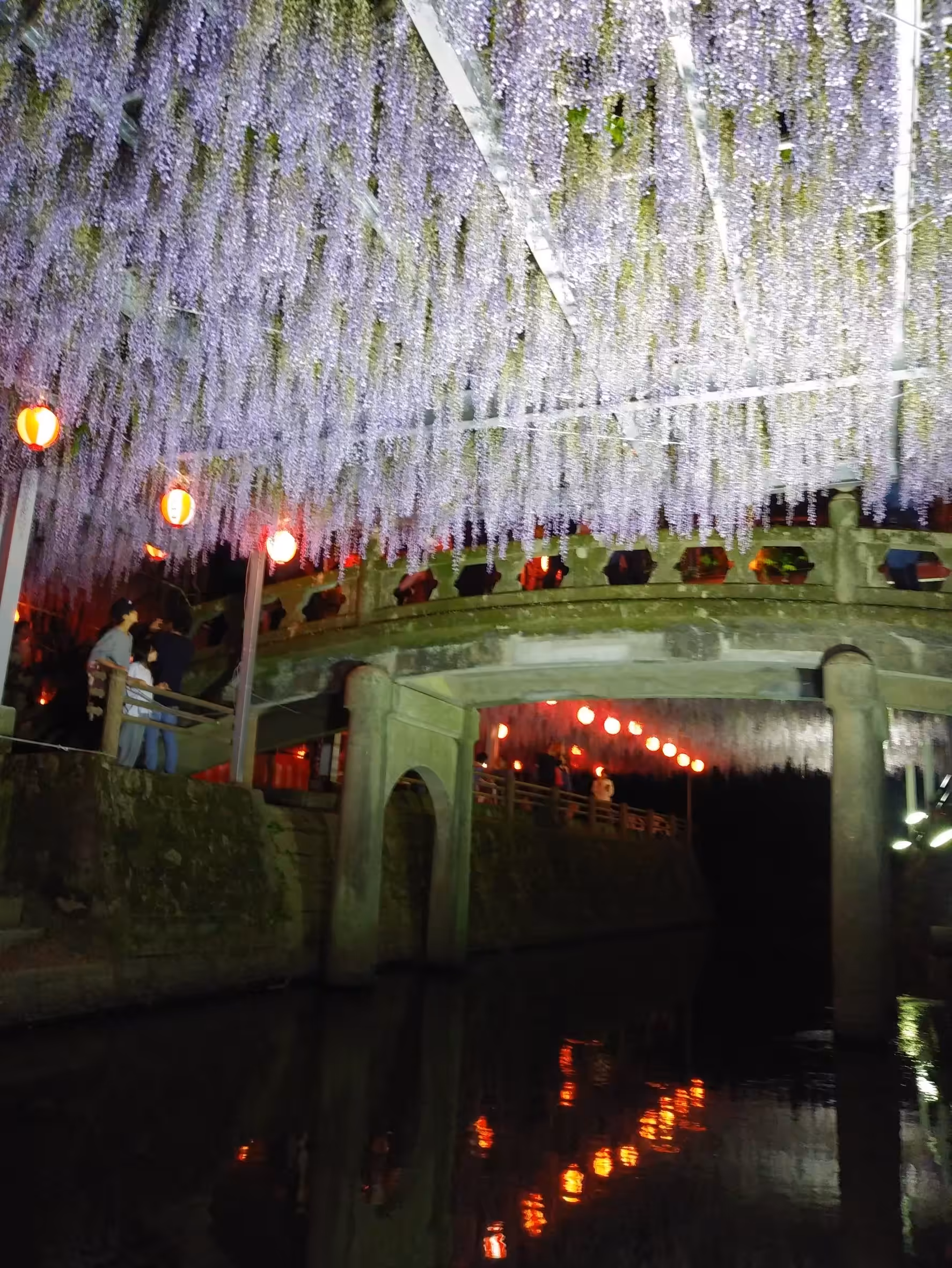 Wisteria flowers