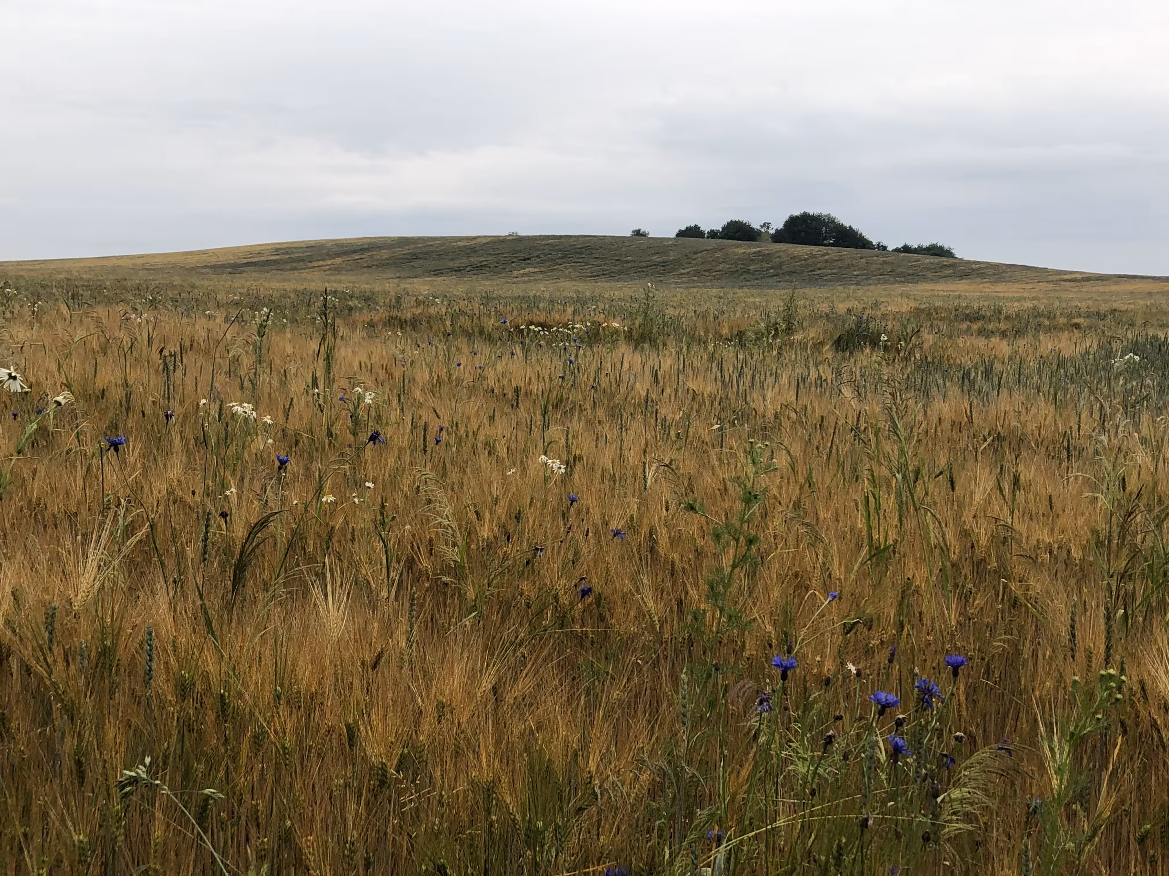 Teresov hill  