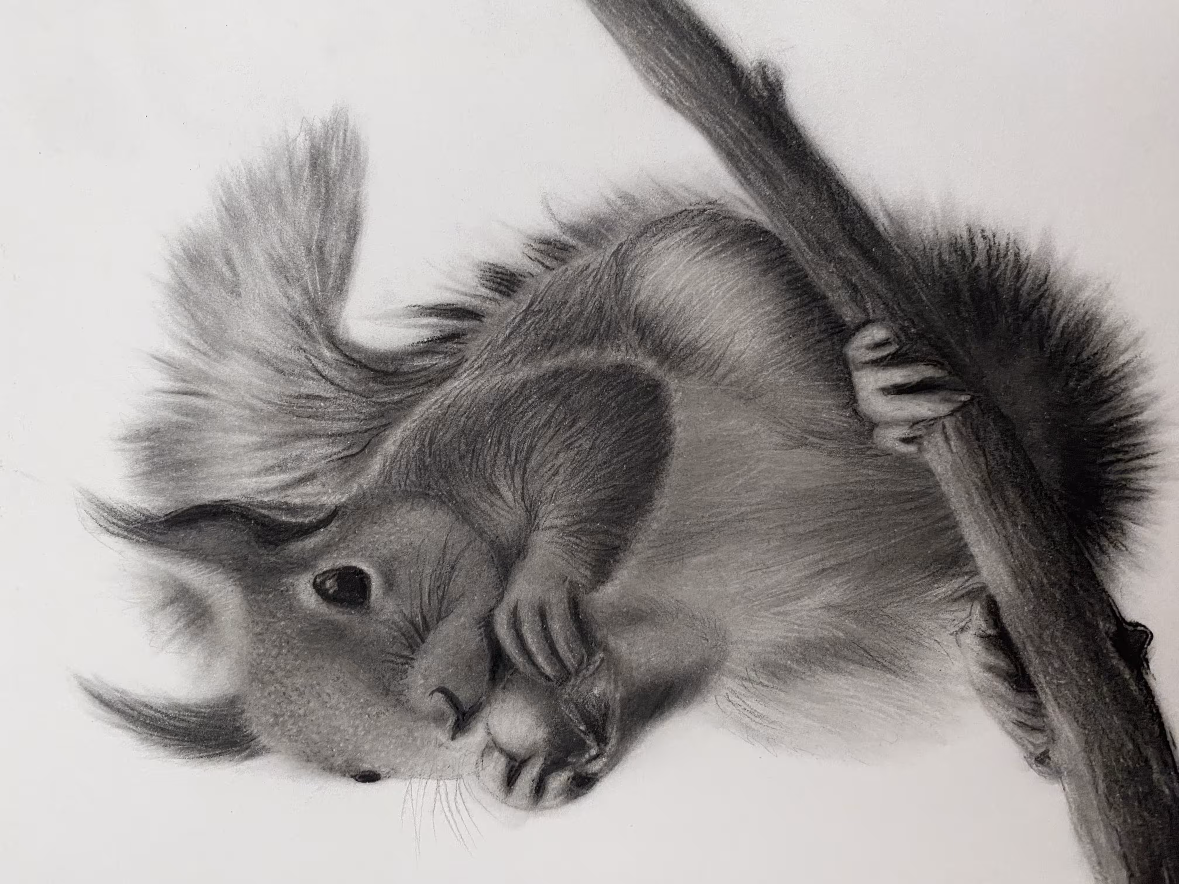 cute squirrel 