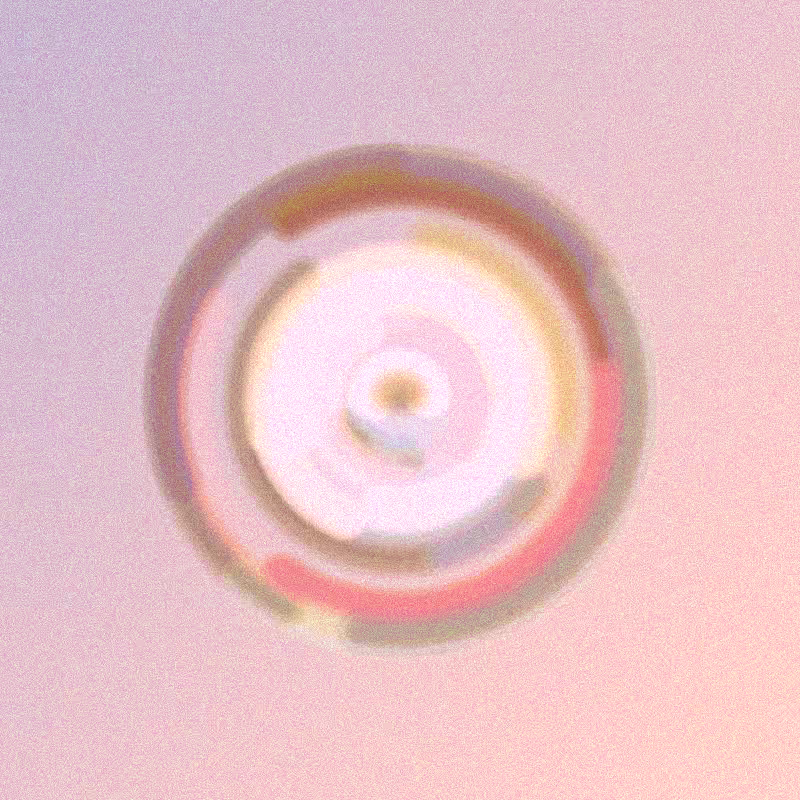 Wisp #855