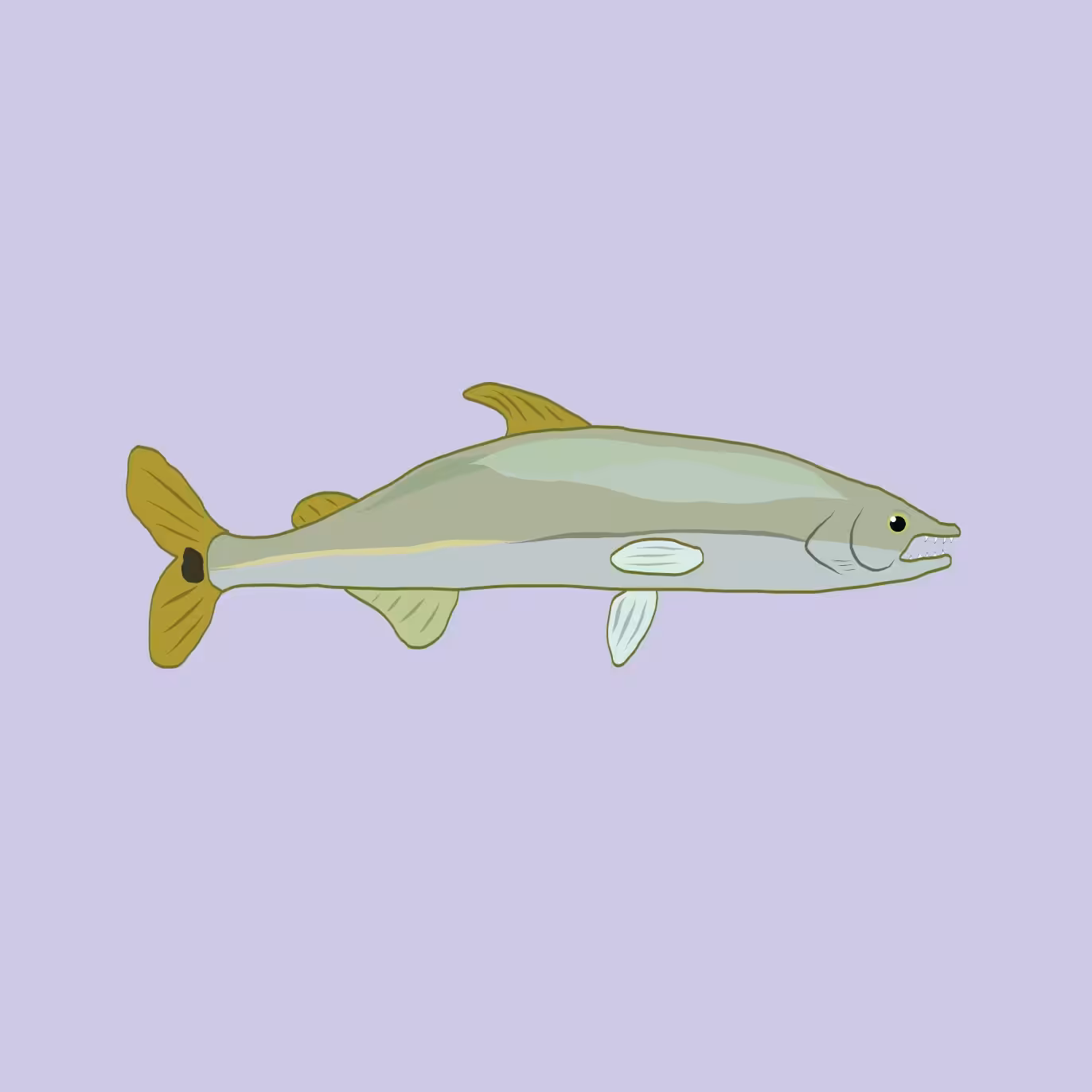 Charise the yellowtail barracuda