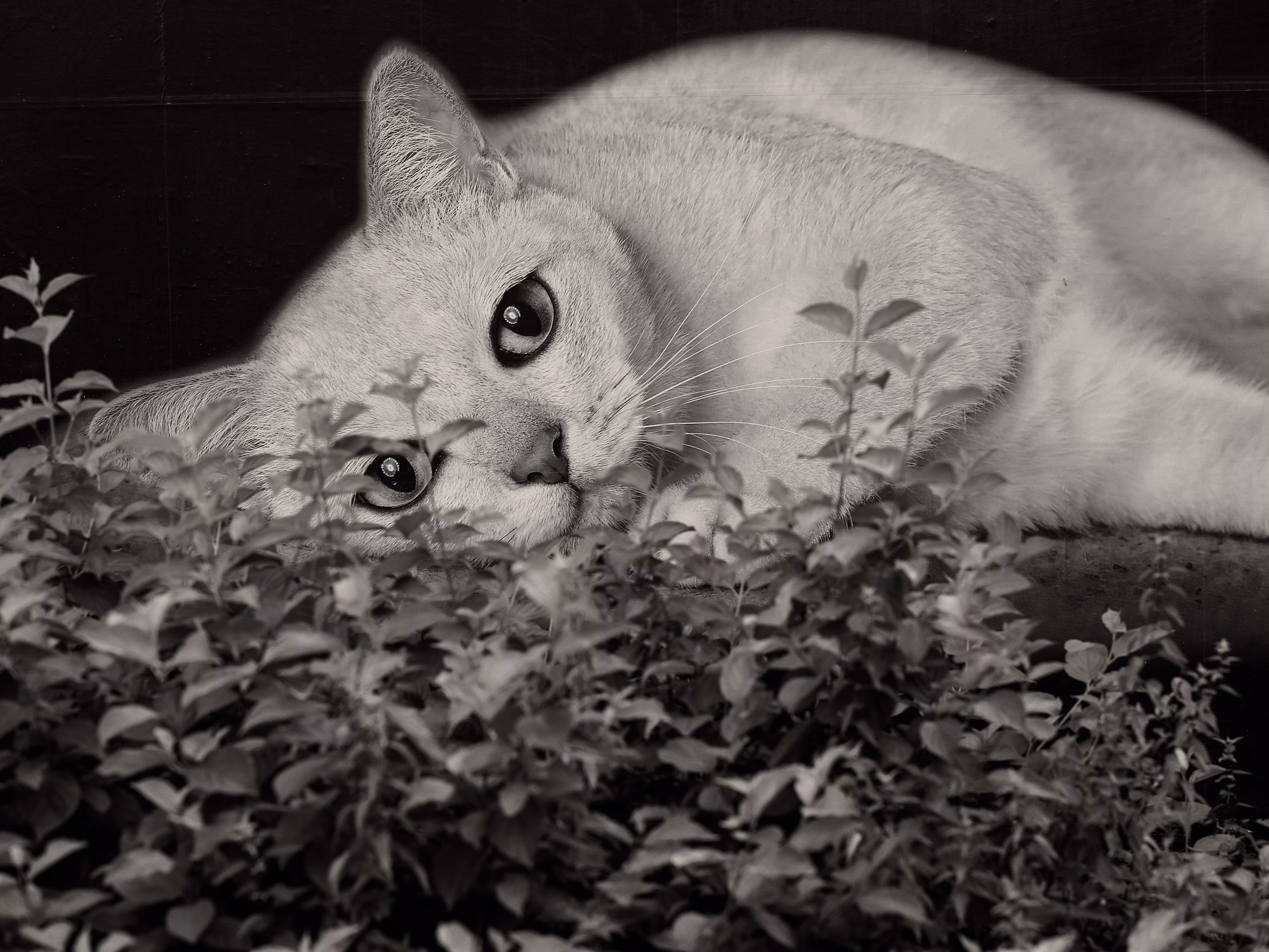 Dead Cat Watching Special