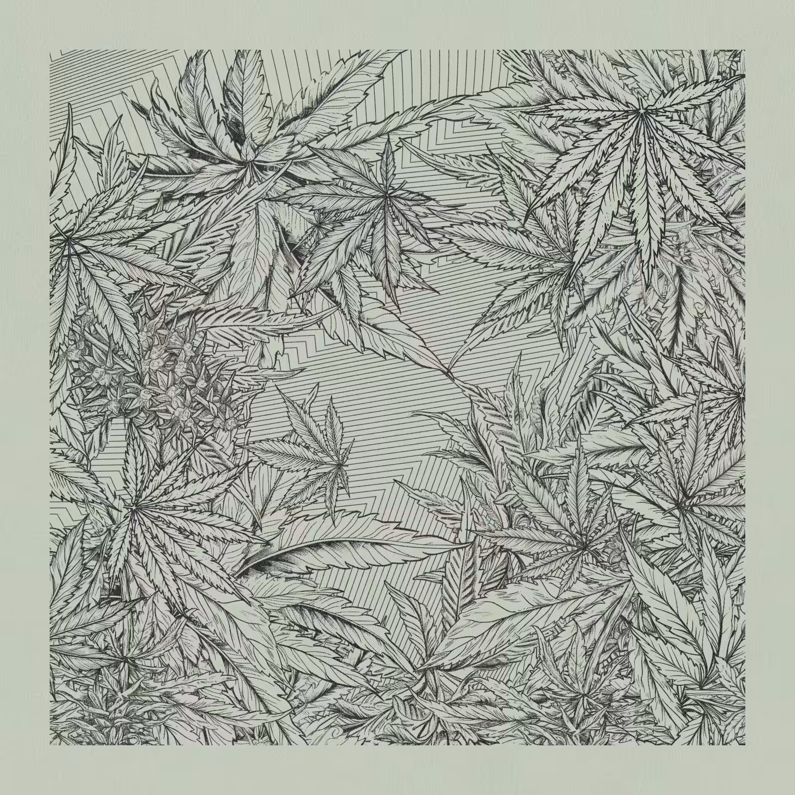 zancannabis #85