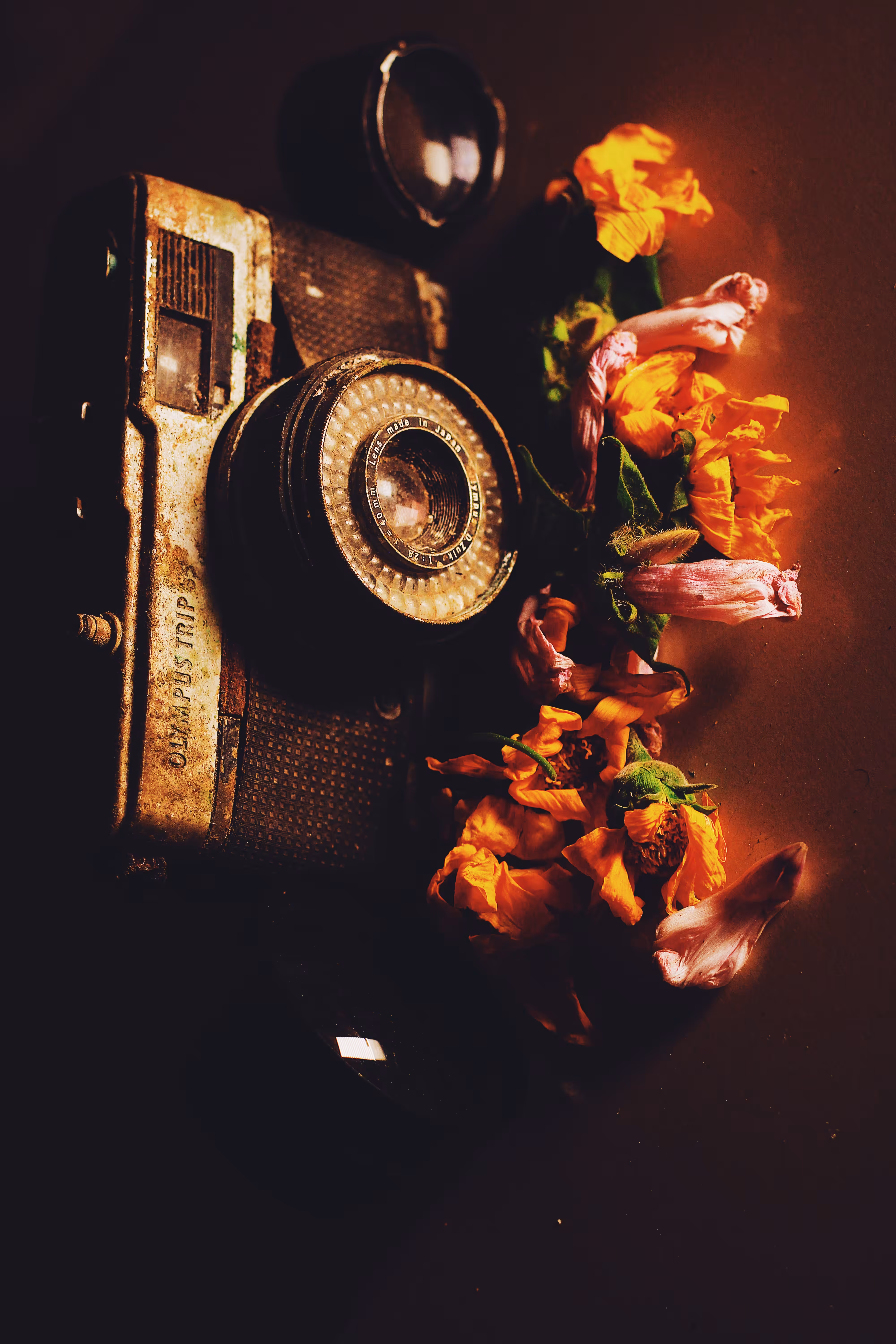 Storytelling Collection: The Camera Prays at Sunset
