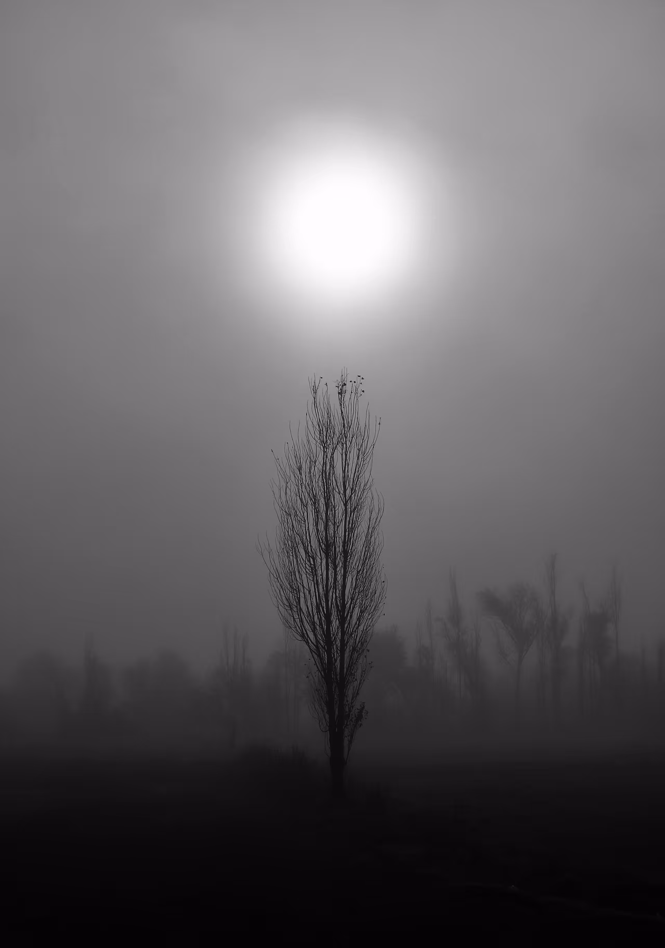 The sun in the fog