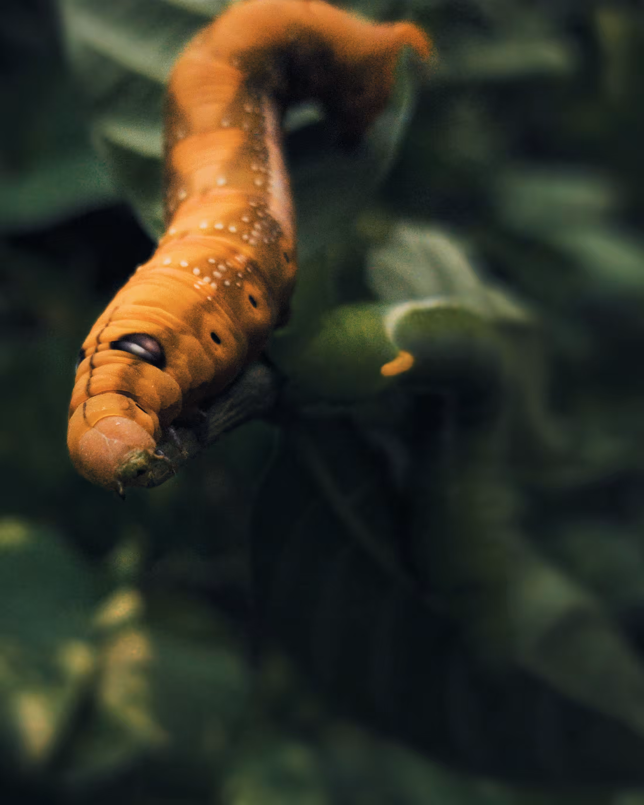 Caterpillar 🐛