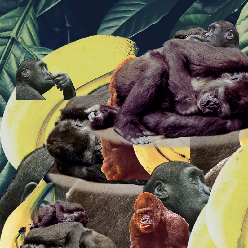 Banana #1 #46