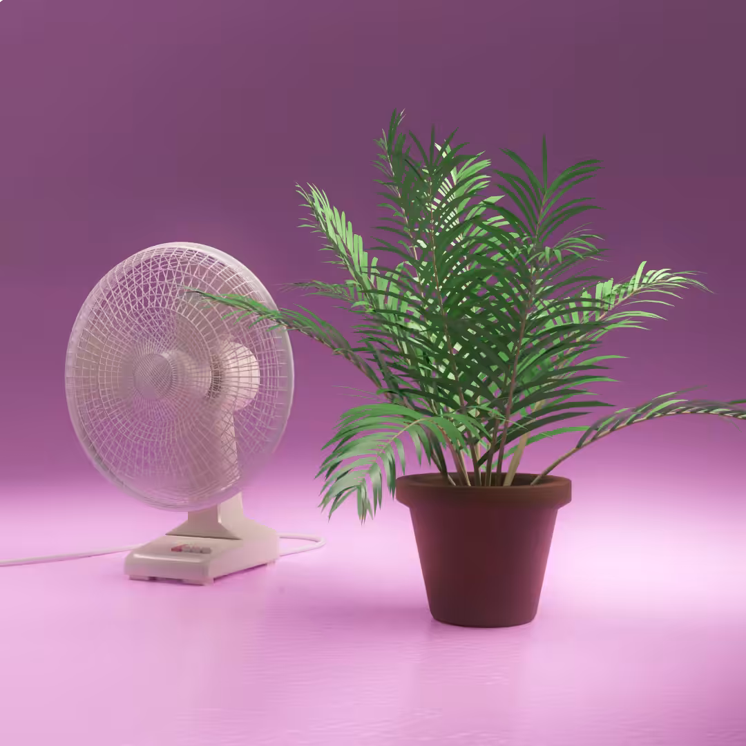 Fan and Plant
