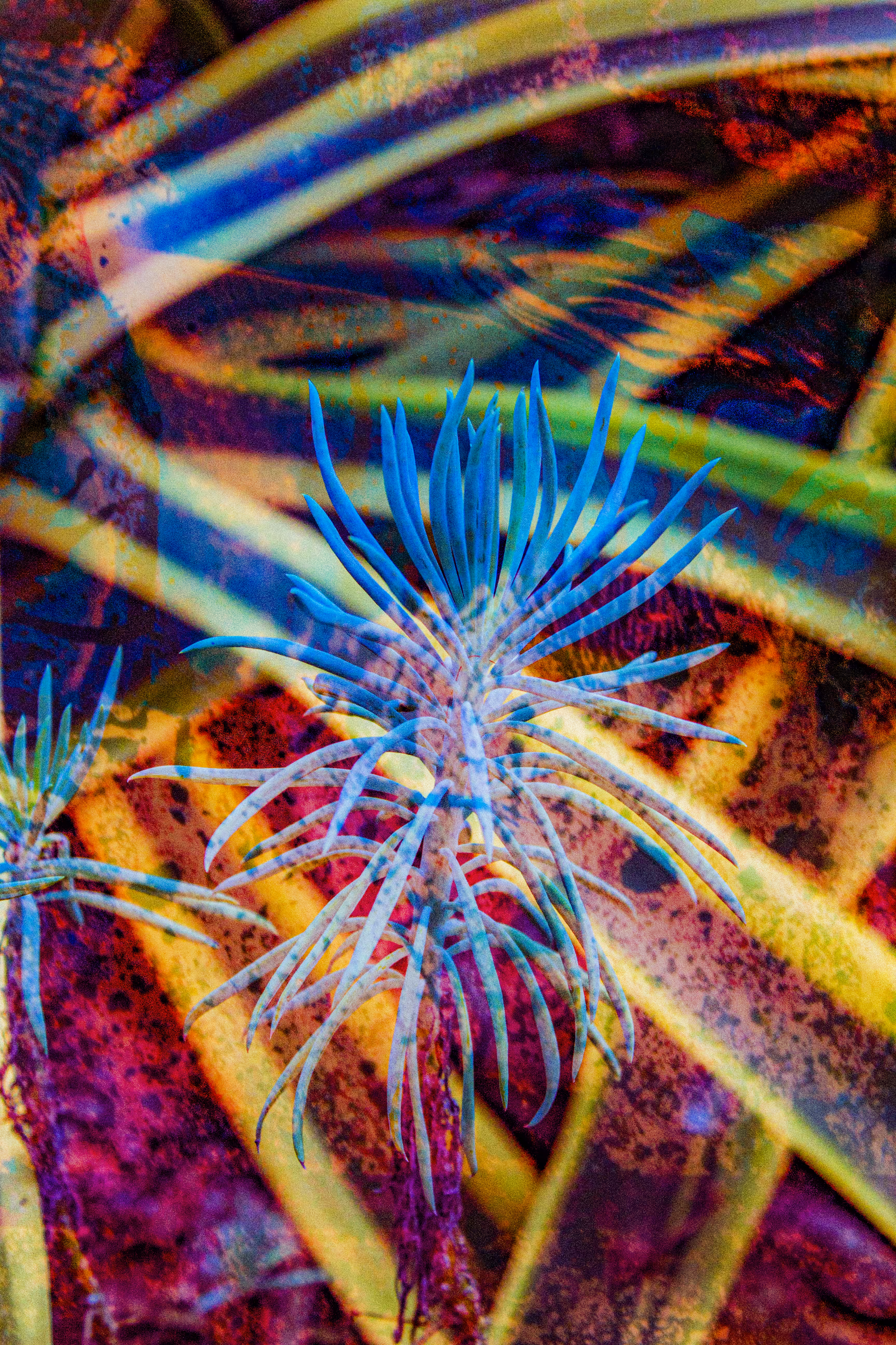 Experiment in Senecio
