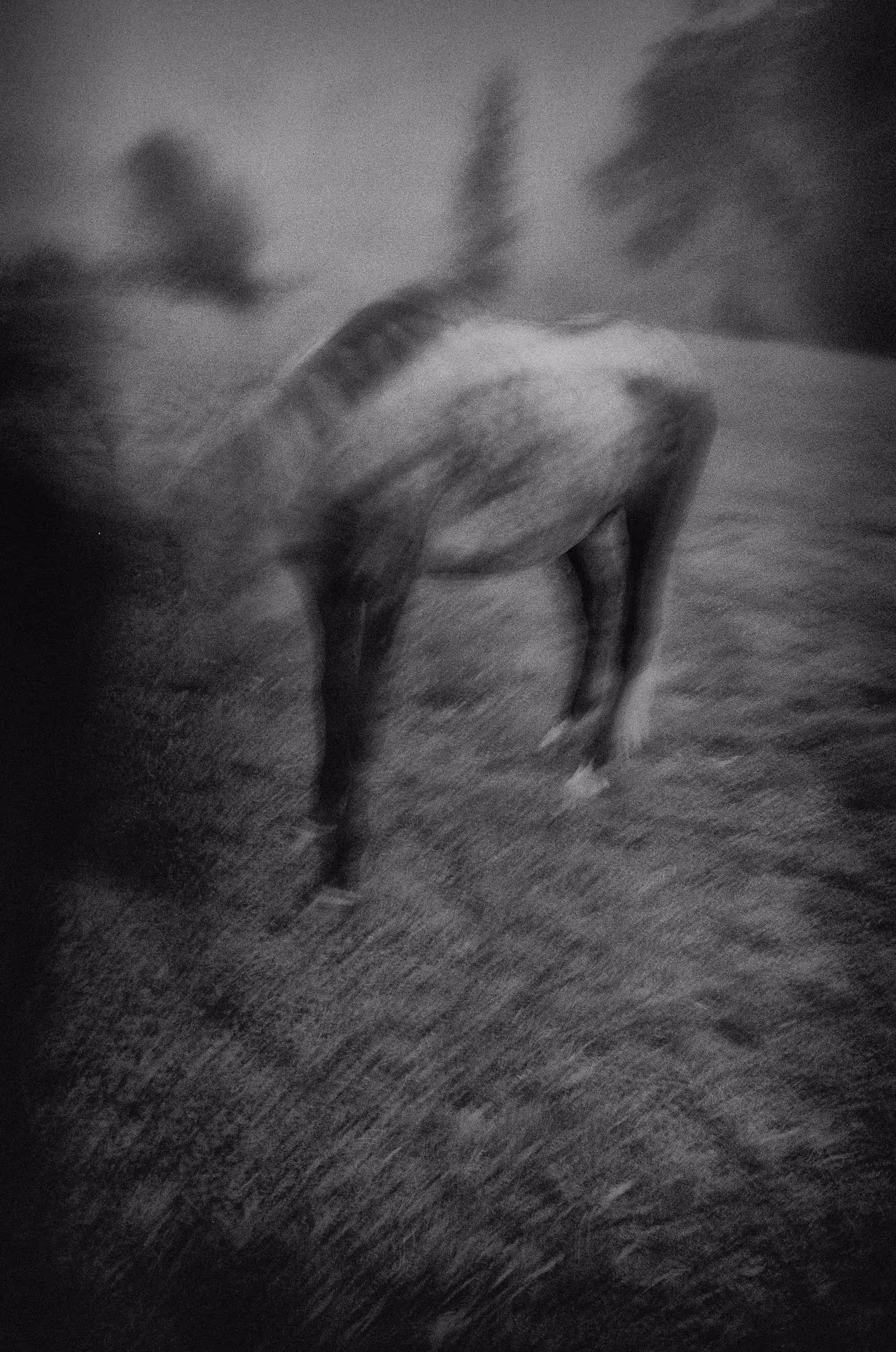 Girl with a horse