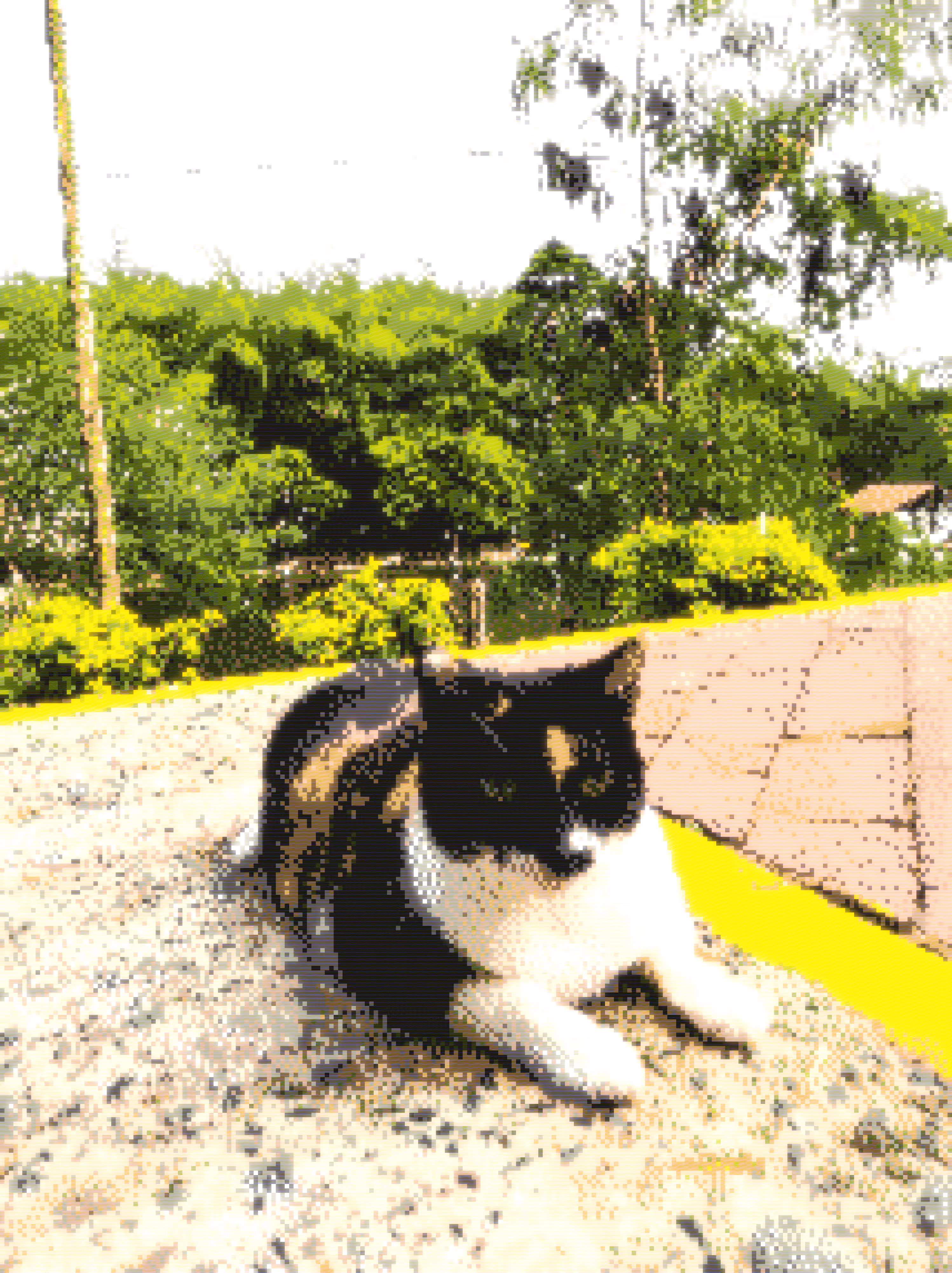 gato