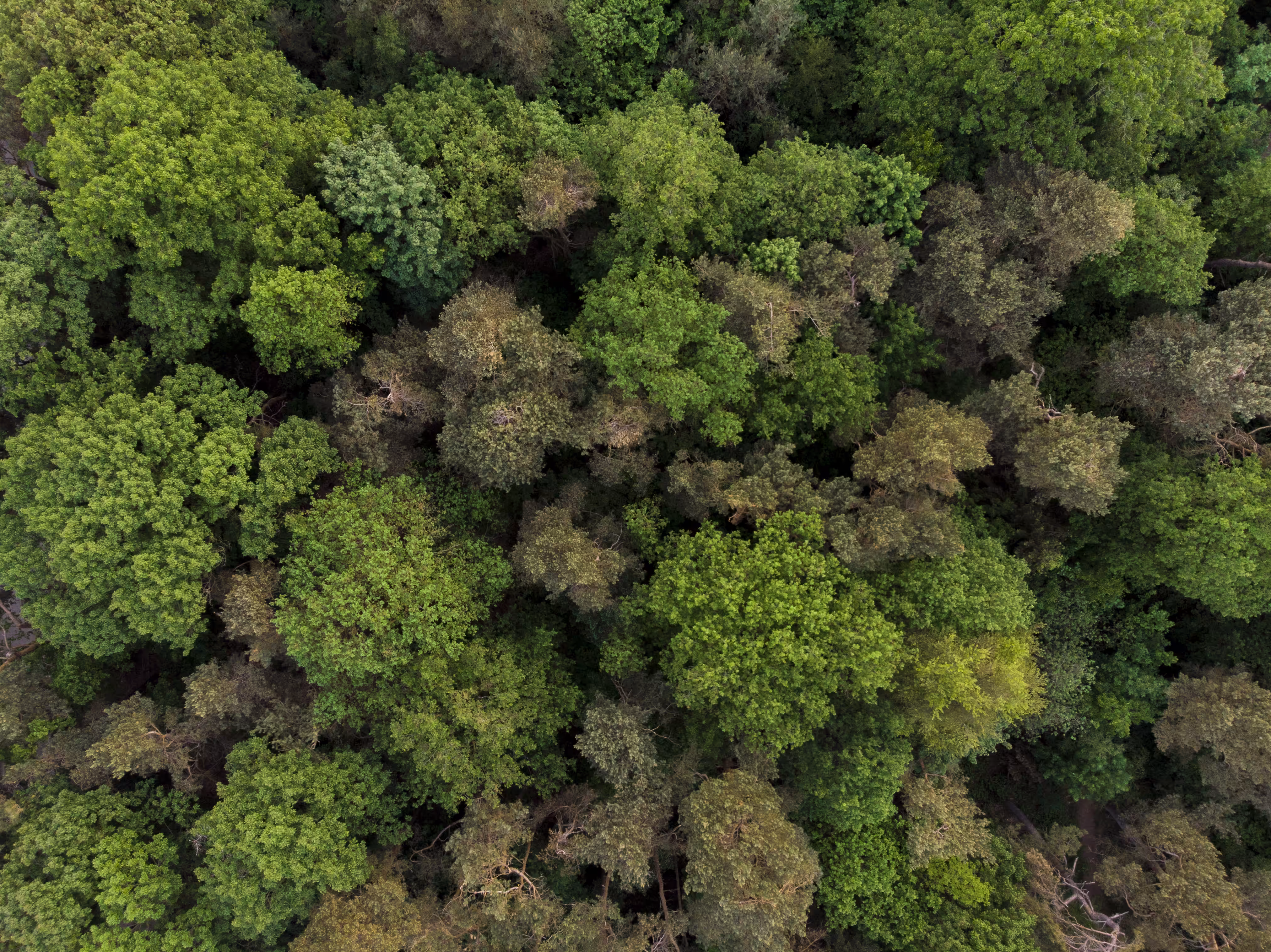 Summer greens
