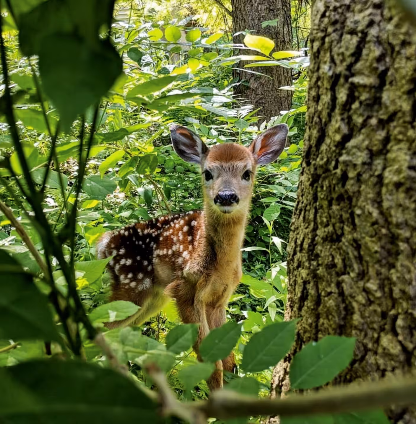 fawn