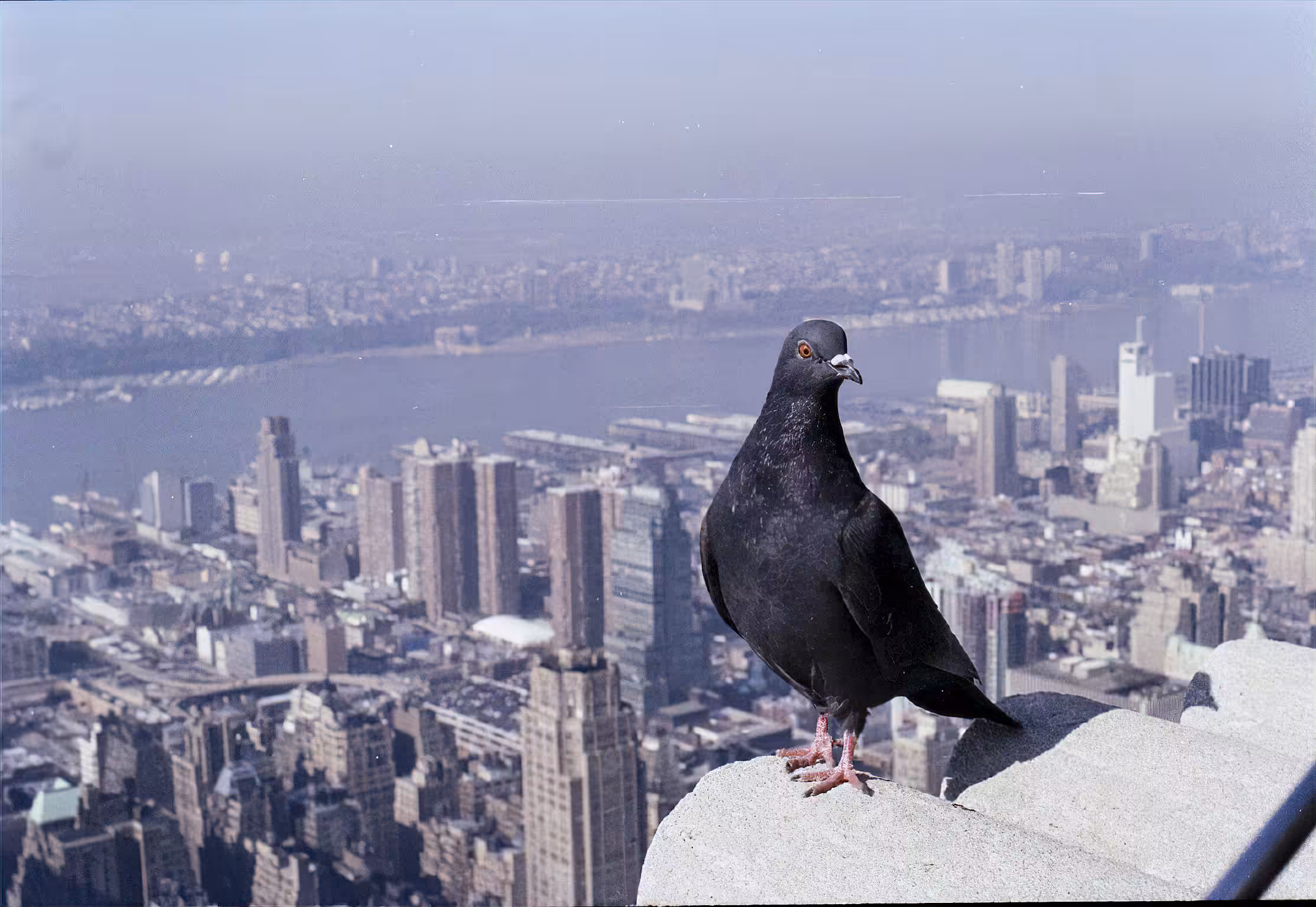 New York Attitude