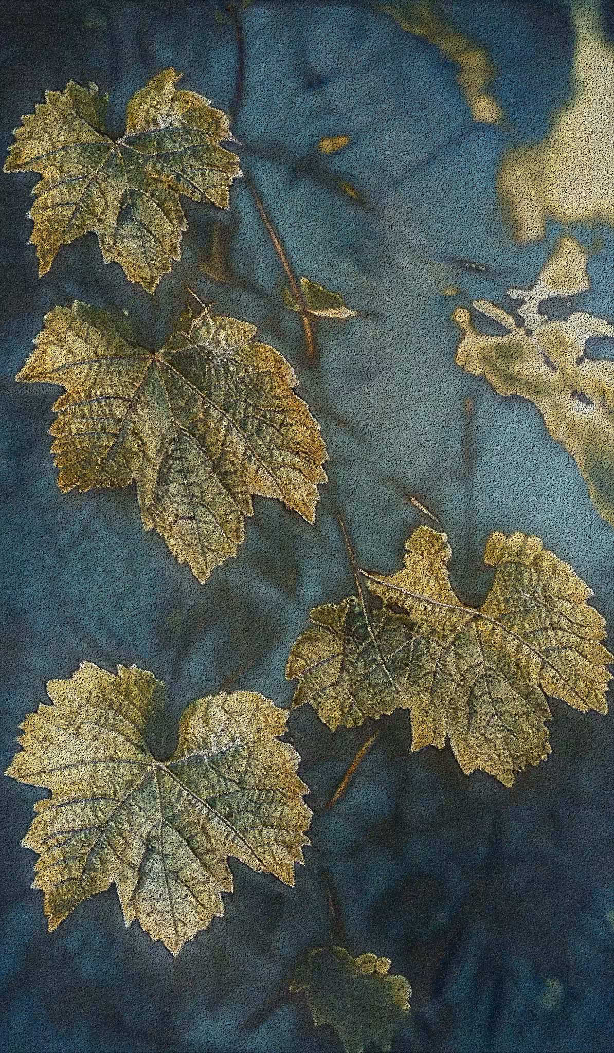 APPARATUS-VITIS