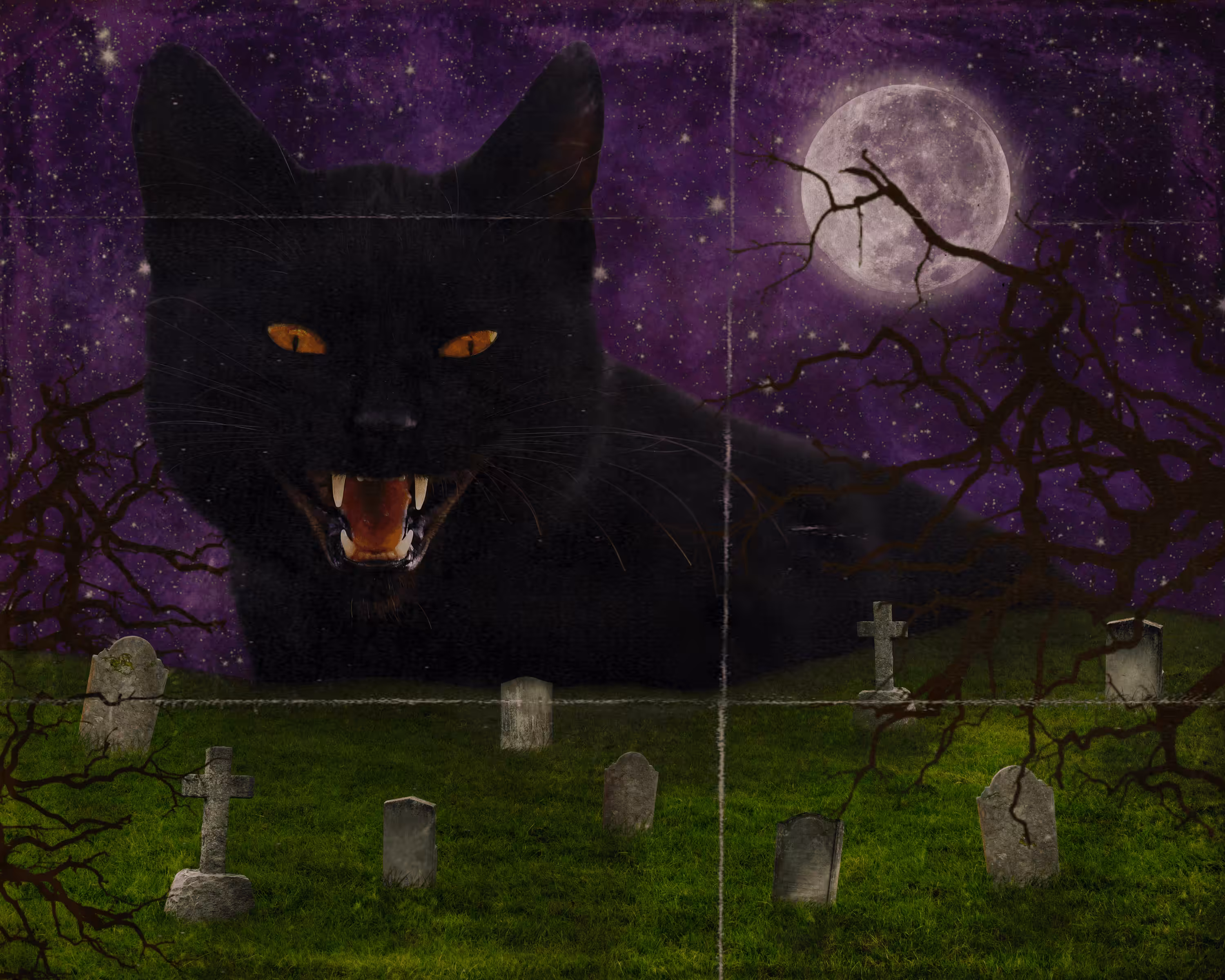 Cemetery Stray