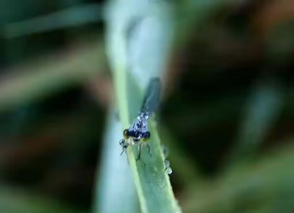 A Bug's Life - Pleased To Meet You Too (Video)