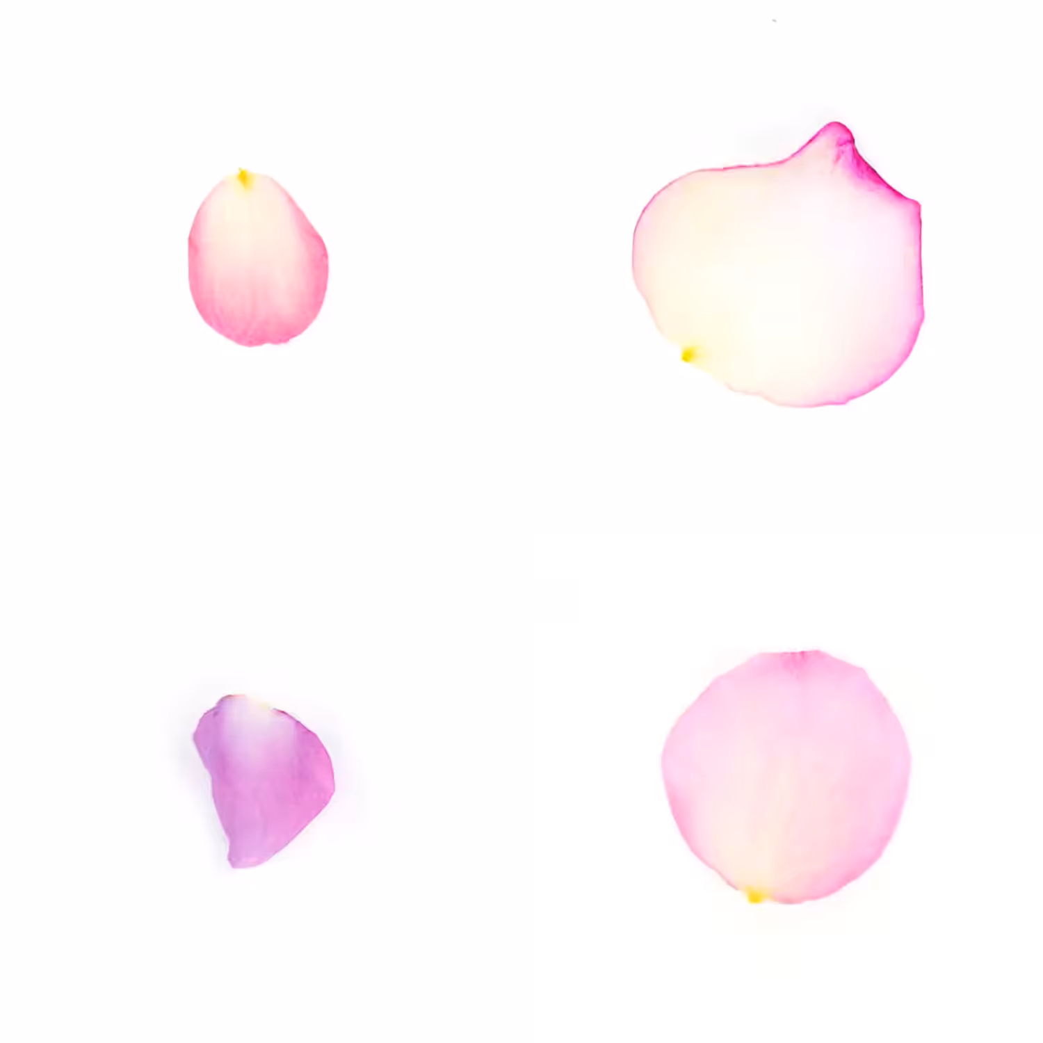 Infinite Petals 2x2#4202