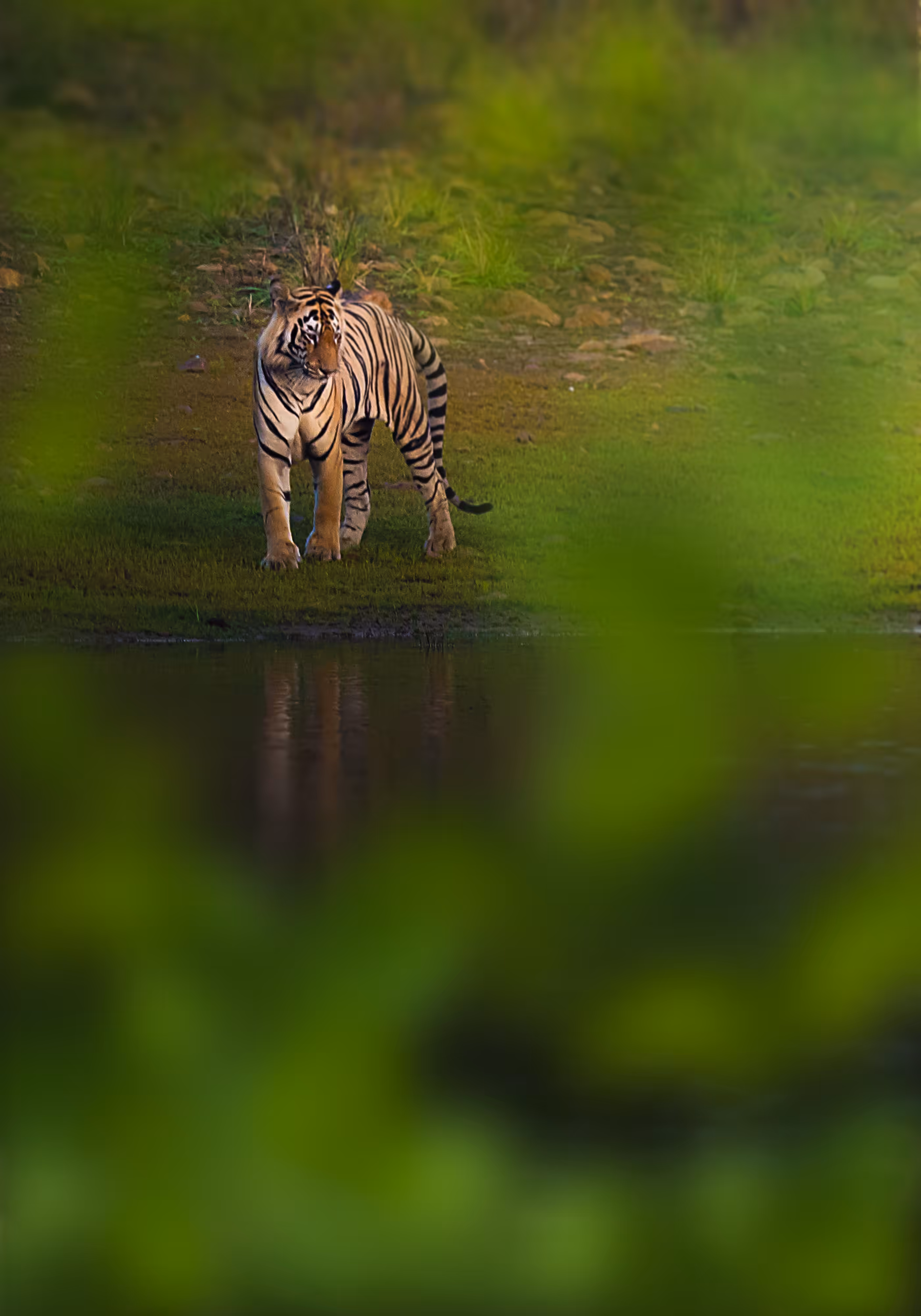 Tiger - The King of the Wild