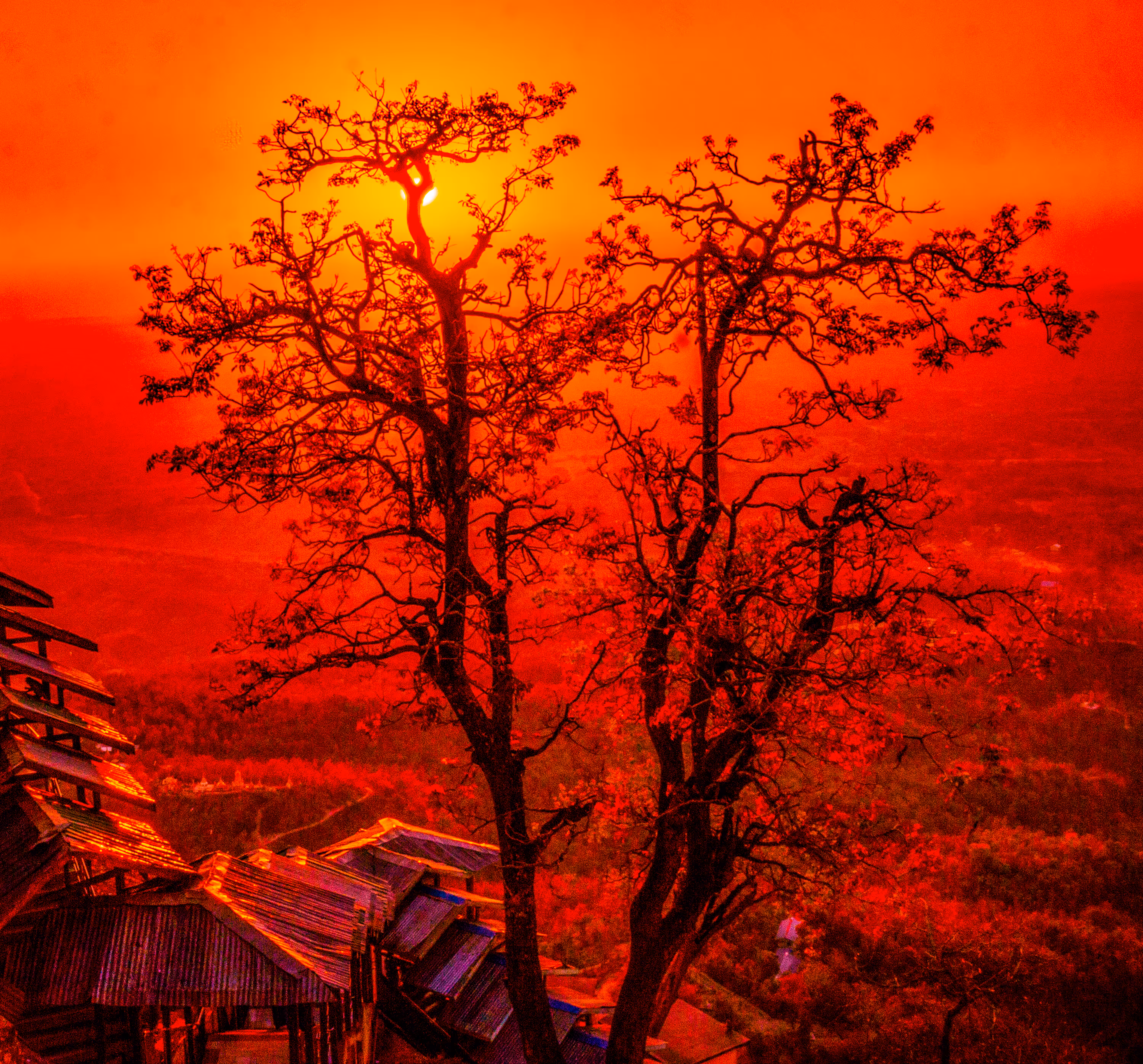 Magic tree