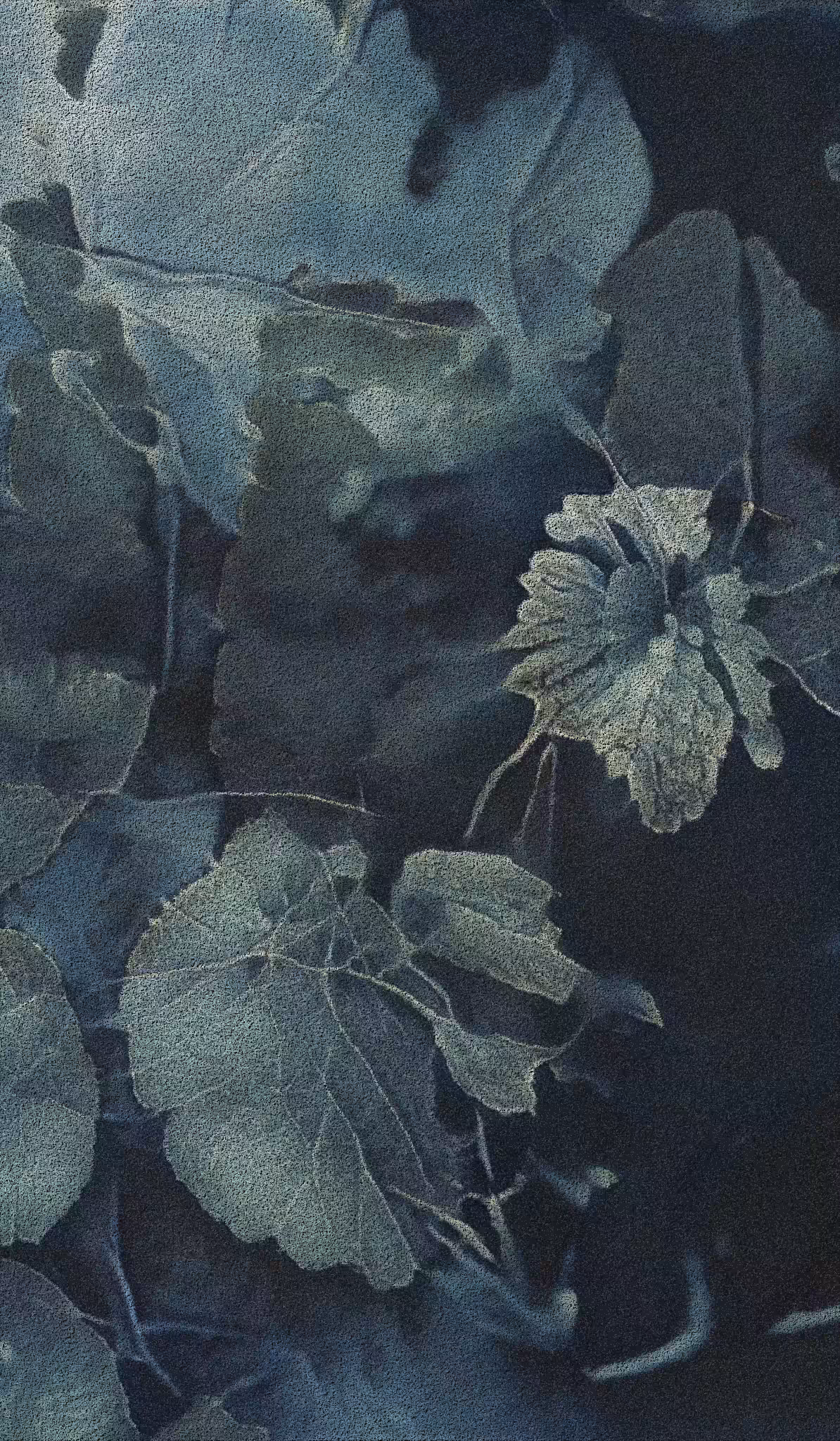 APPARATUS-VITIS: Apparatus Vitis #49