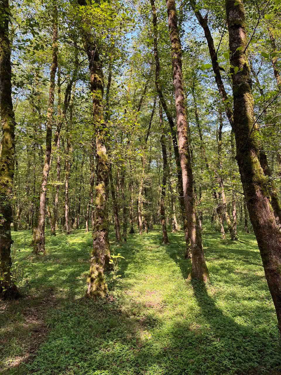 The moments: The forest