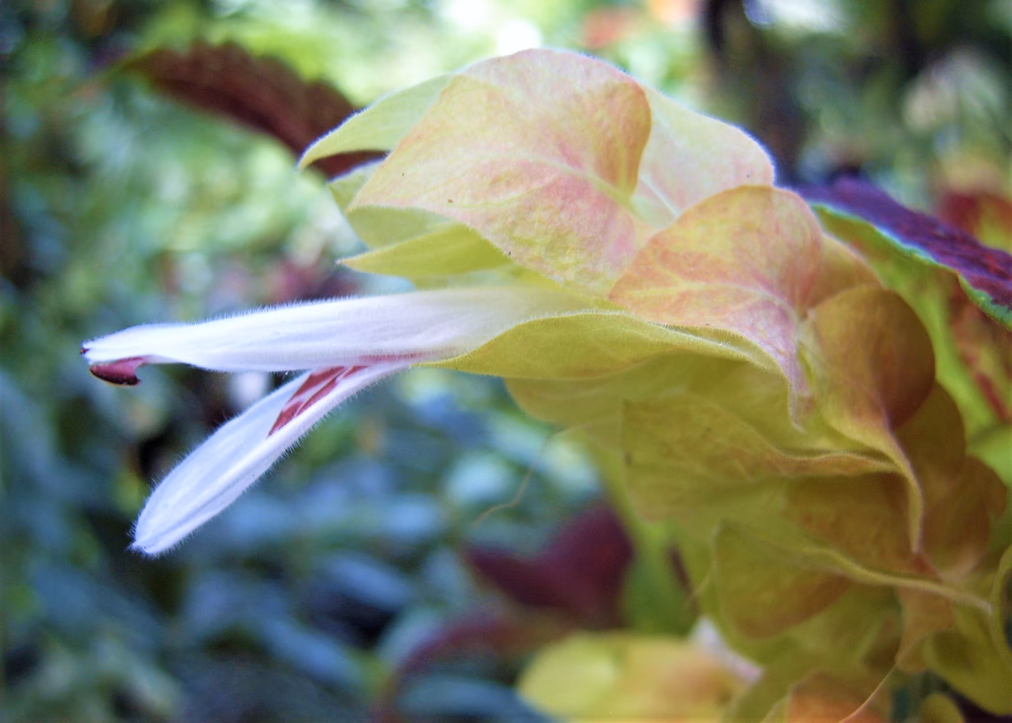 Garden Dragon