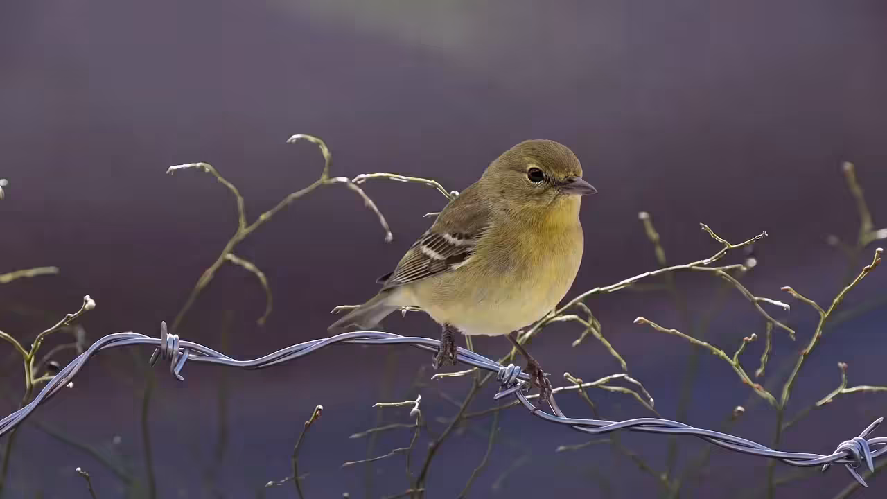Birds Observations: Cam, The Last Light