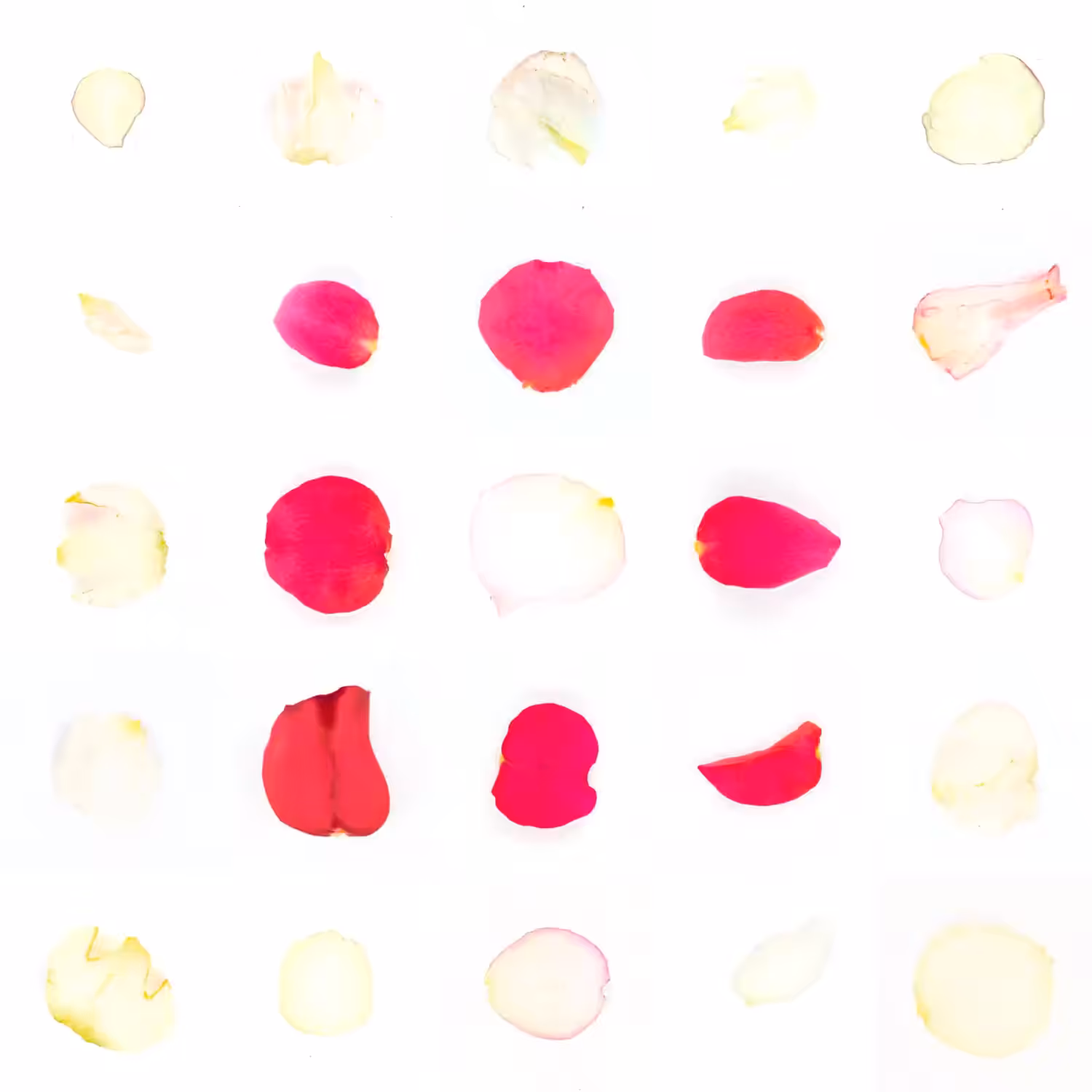 Infinite Petals 5x5#2811