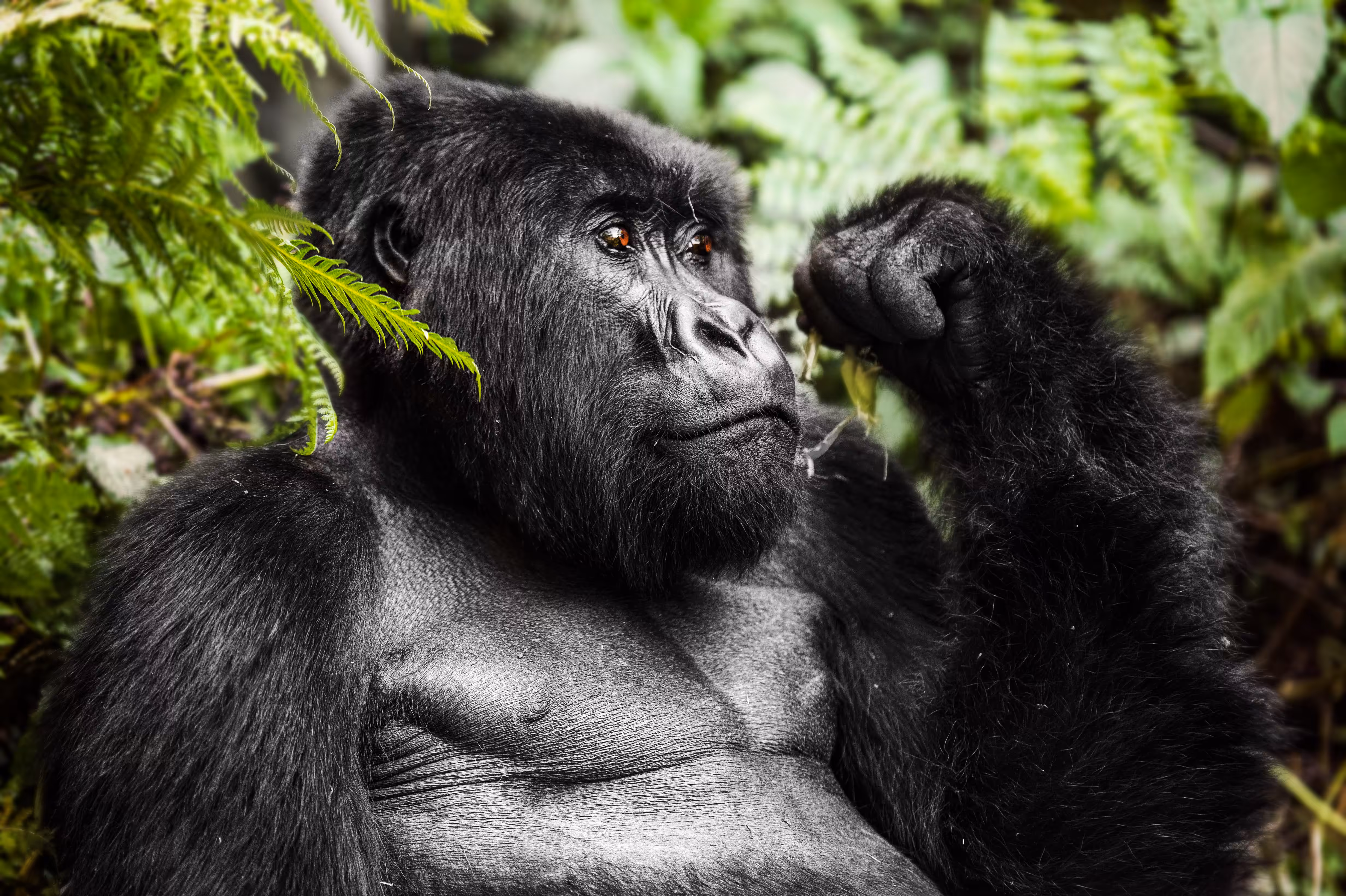 Mountain Gorilla #25