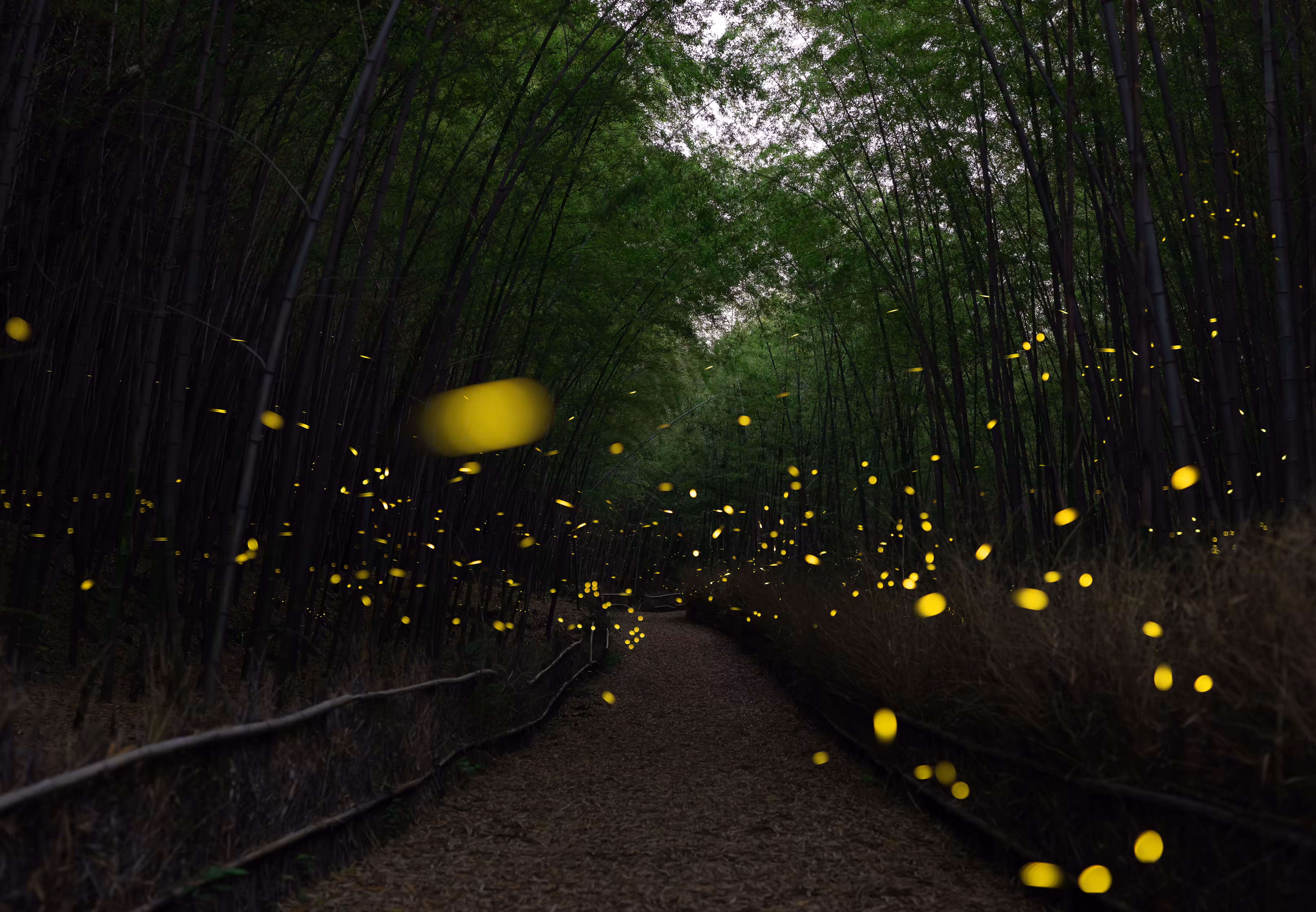 Fairies in the Bamboo Forest