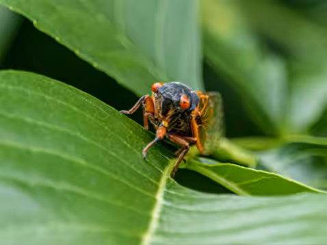 Cicada Brood X - Awkward Bug Beasts Collection