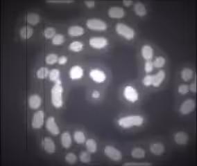 Cooperating microbes in a Rankine vortex