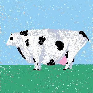 cows: cow #97