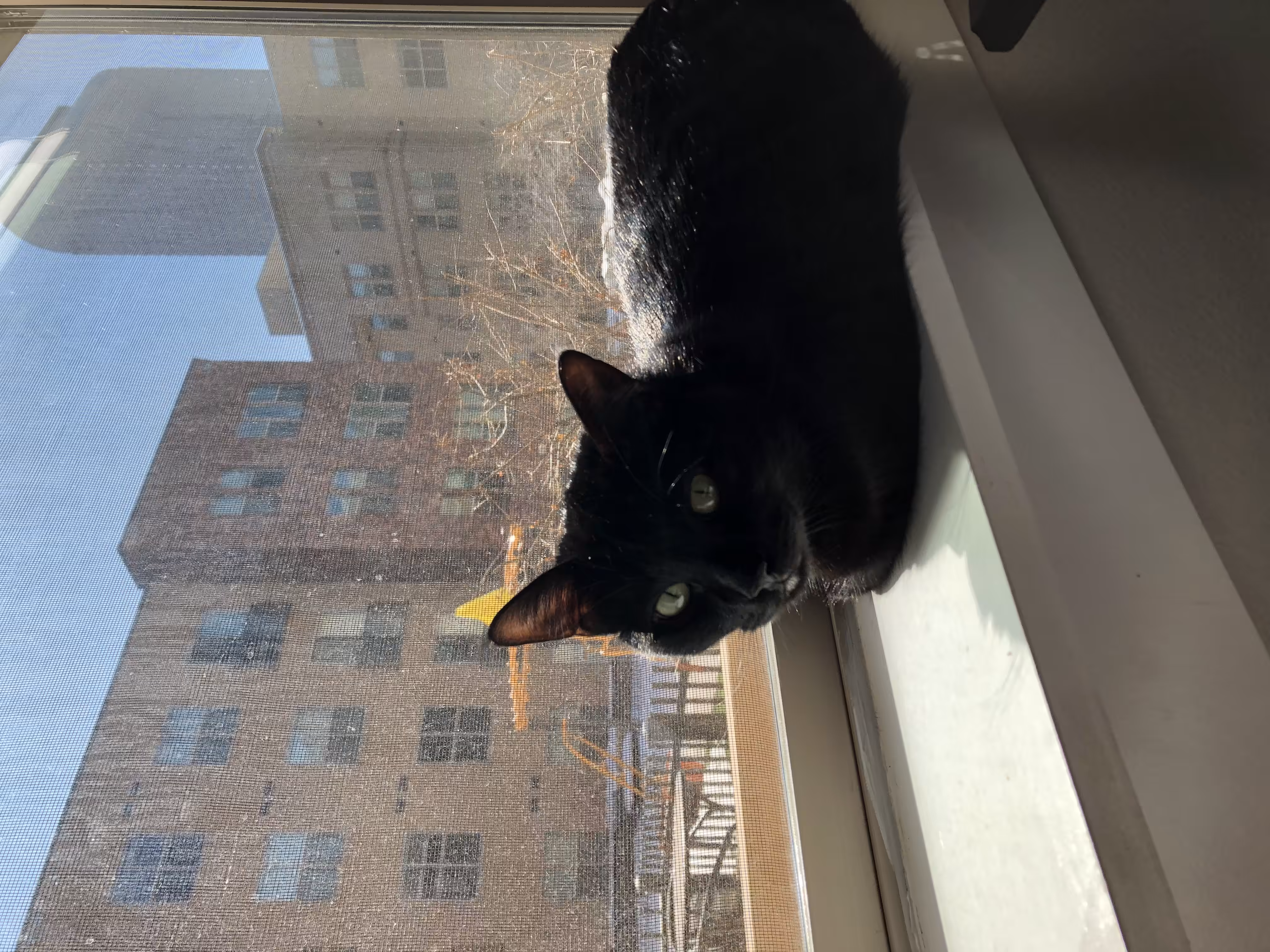Looking out the window