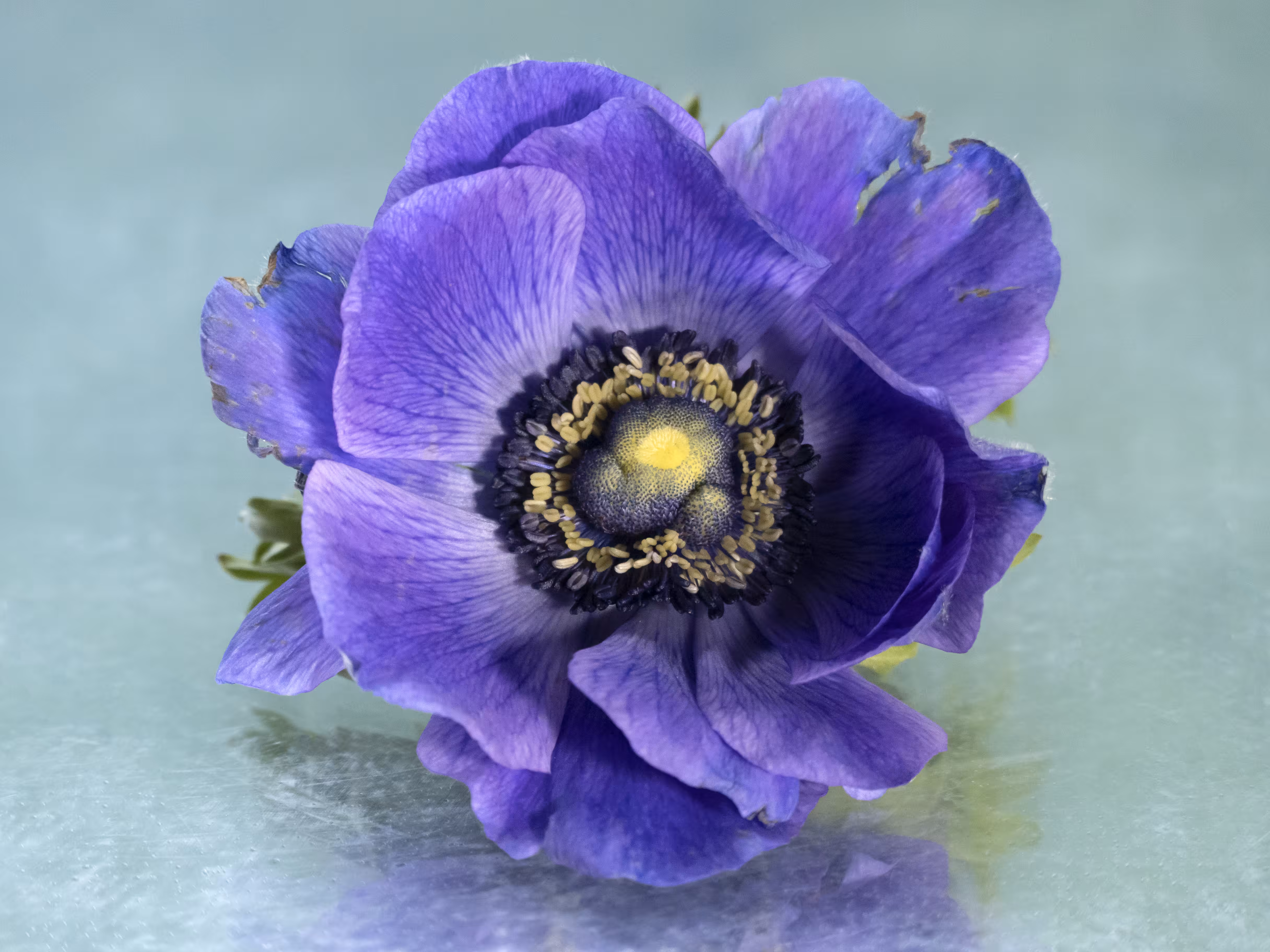 Anemone