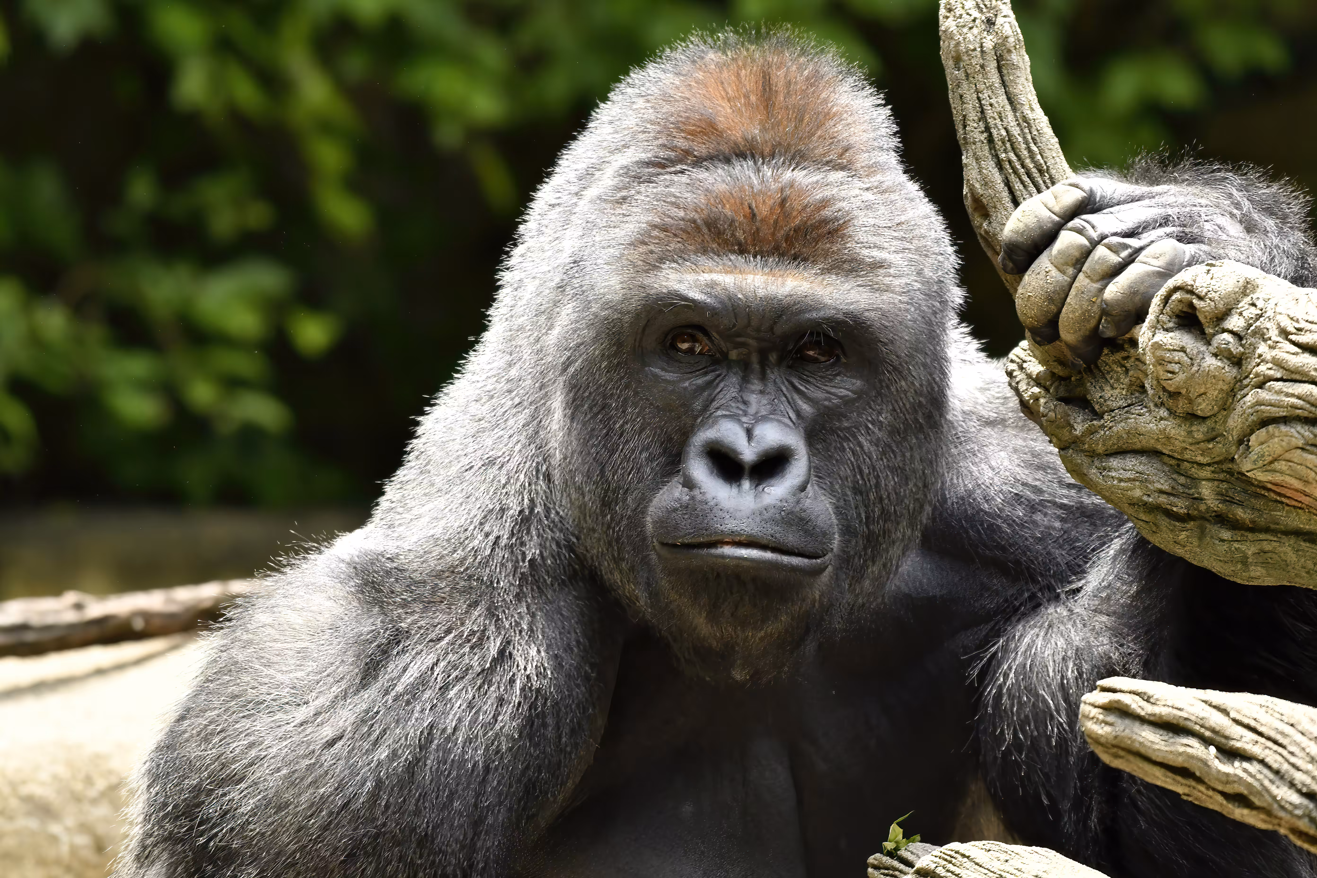 HARAMBE: LEGENDS #616