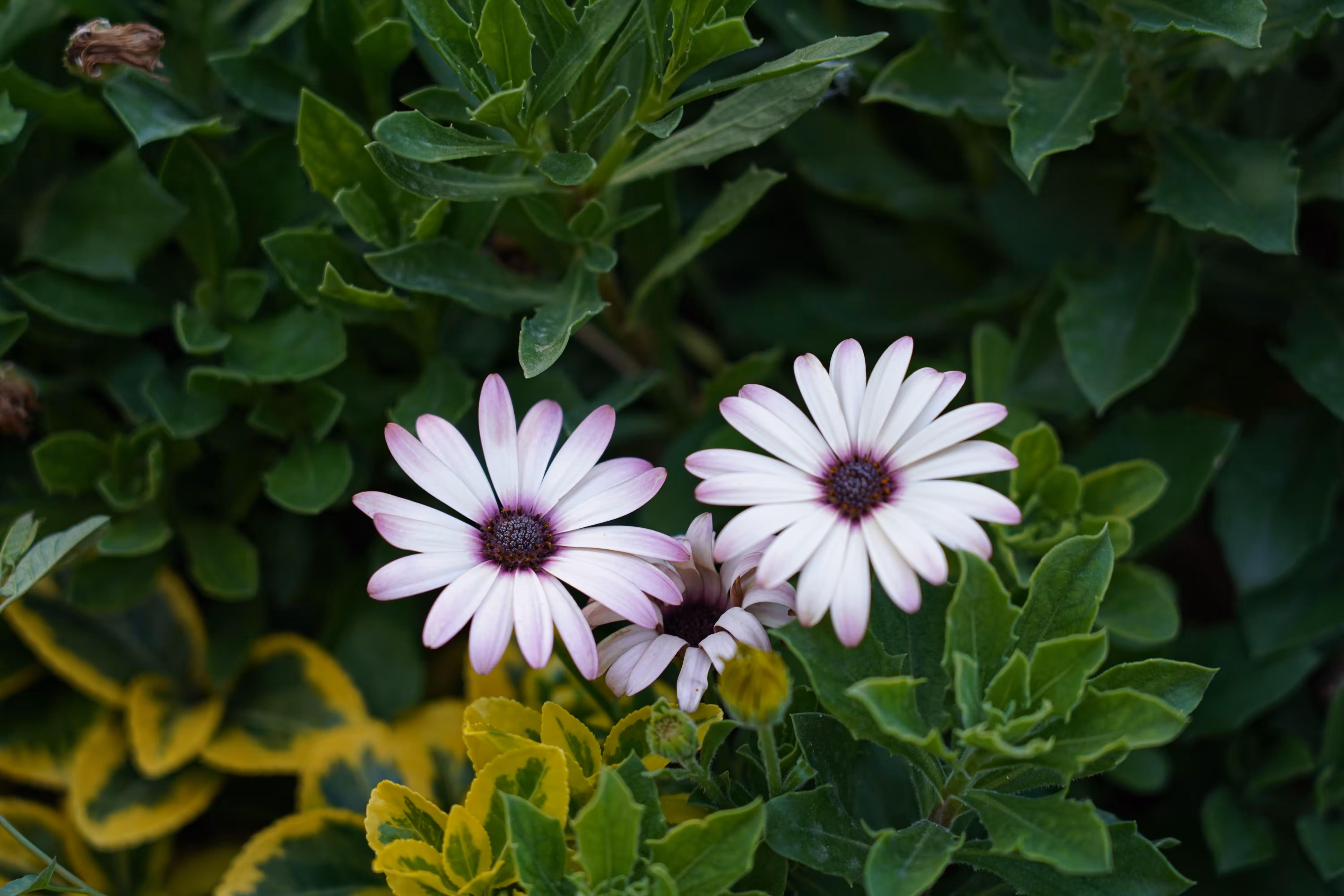 flowers: Breathing in the calm whiteness