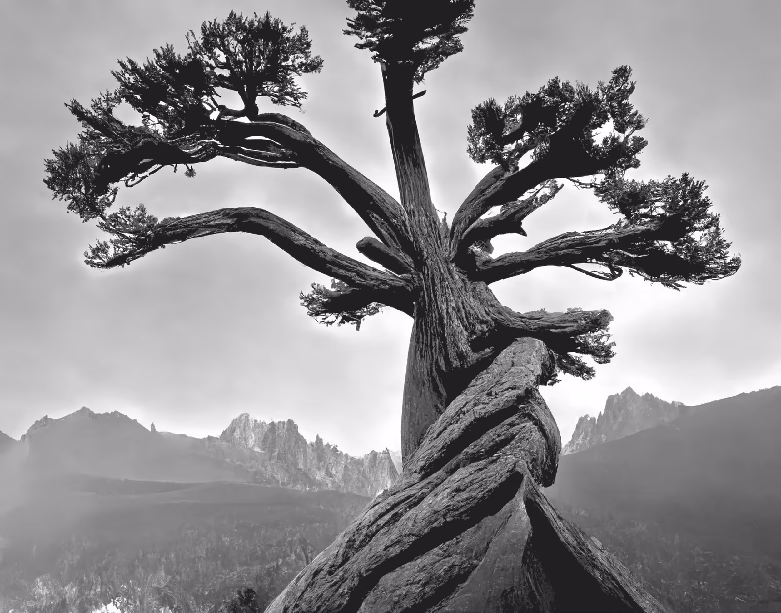 04C // Jeffrey Pine, Sentinel Dome, Yosemite National Park, California by Ansel Adams, Third or Fourth Attempt