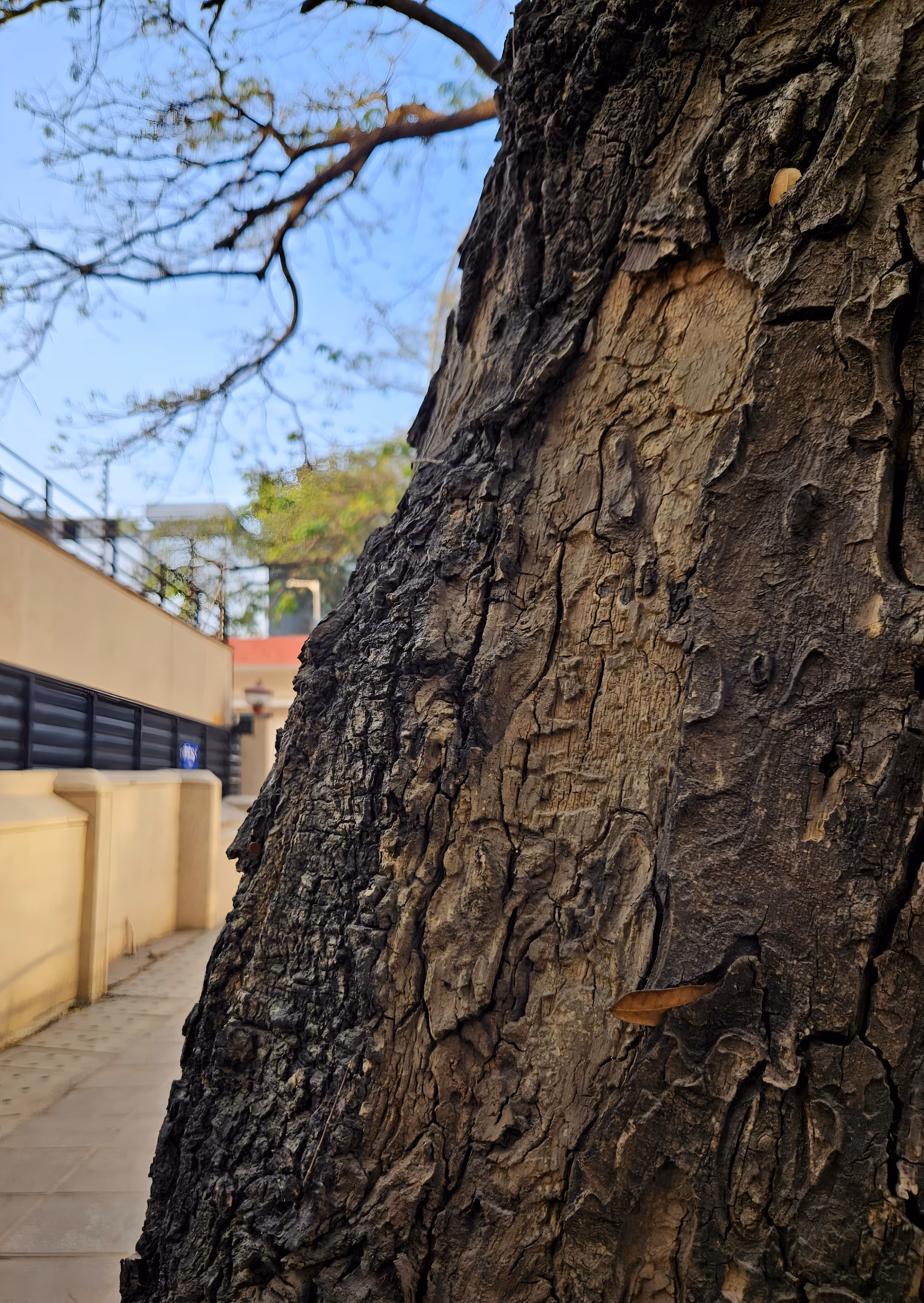 Nature’s Memory