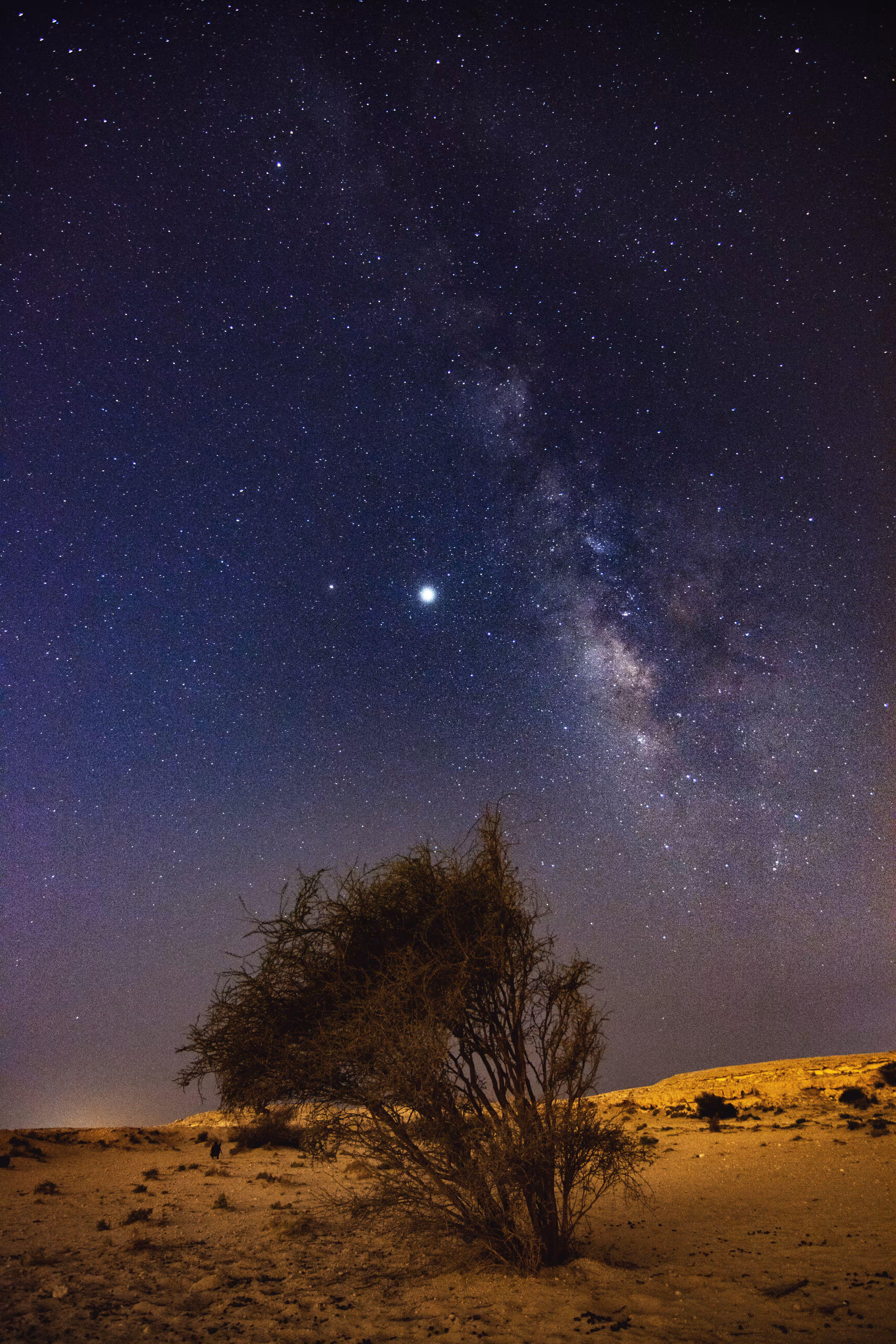 Solo Tree