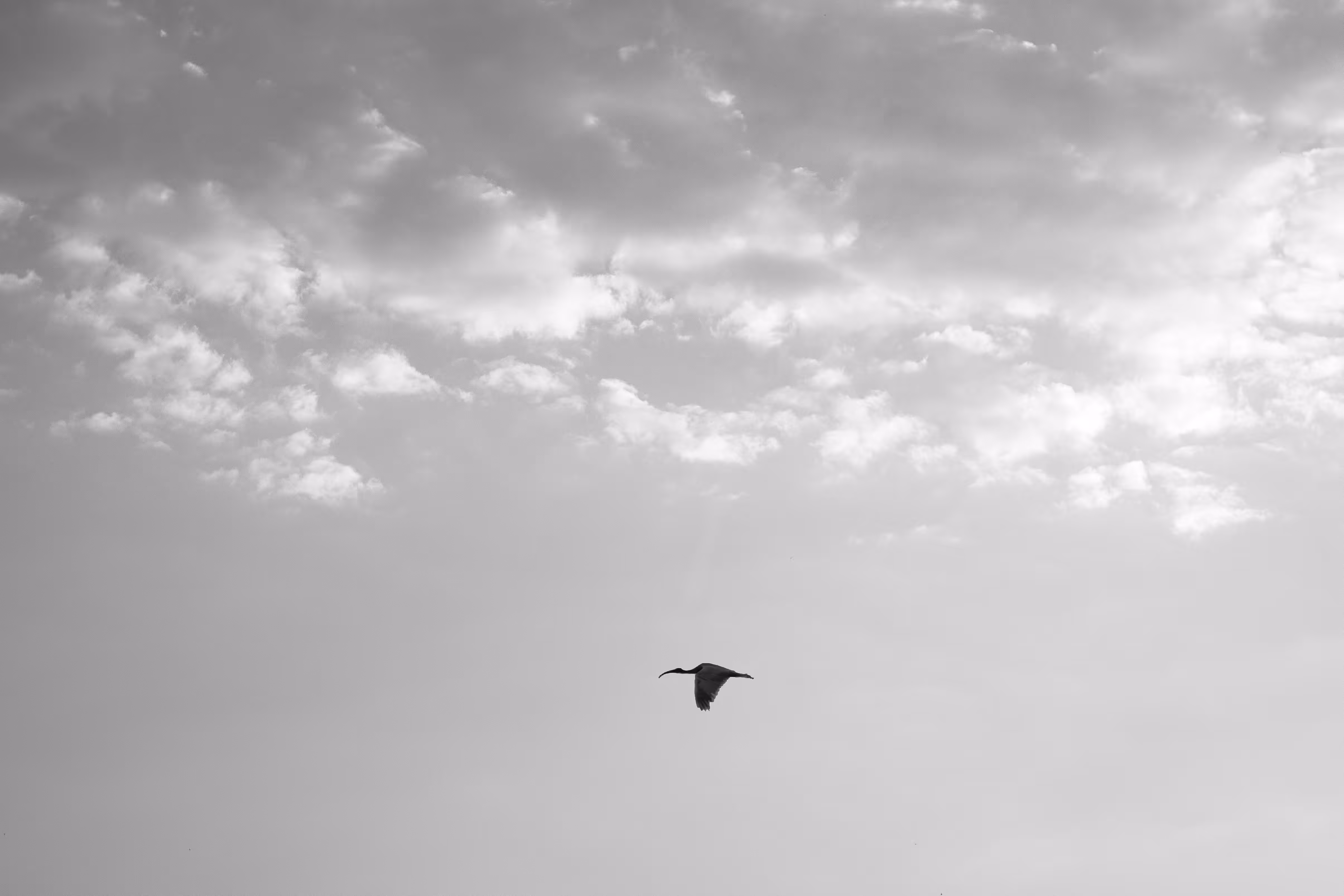 Color & Bnw: passenger bird