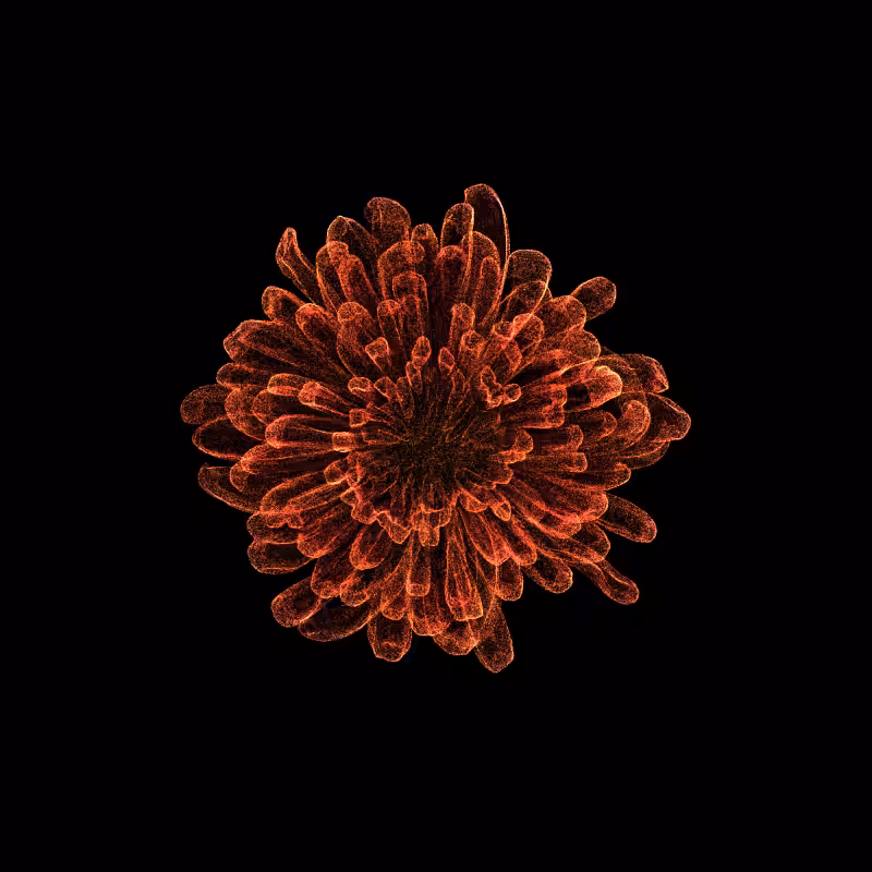 Chrysanthemum Morifolium 30 #126